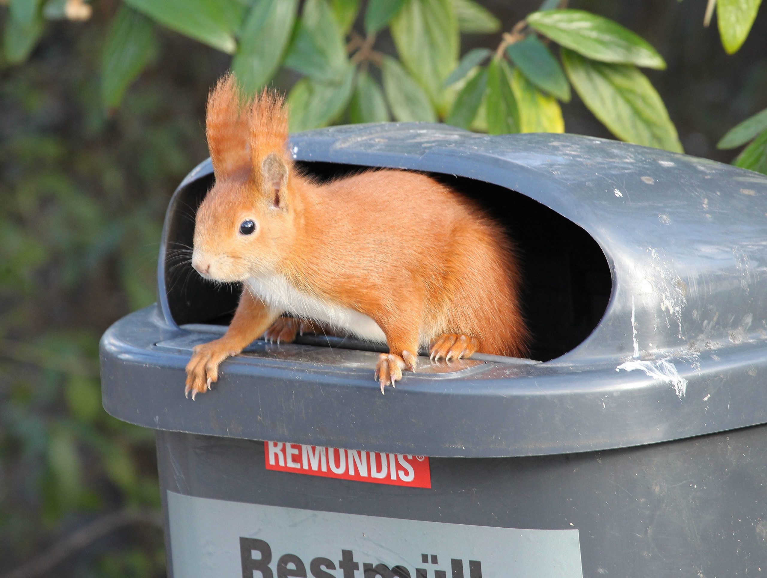 Eichhörnchen in Berlin: Eichhörnchen sucht nach Nahrung in einem Mülleimer. Foto: Imago/Olaf Wagner