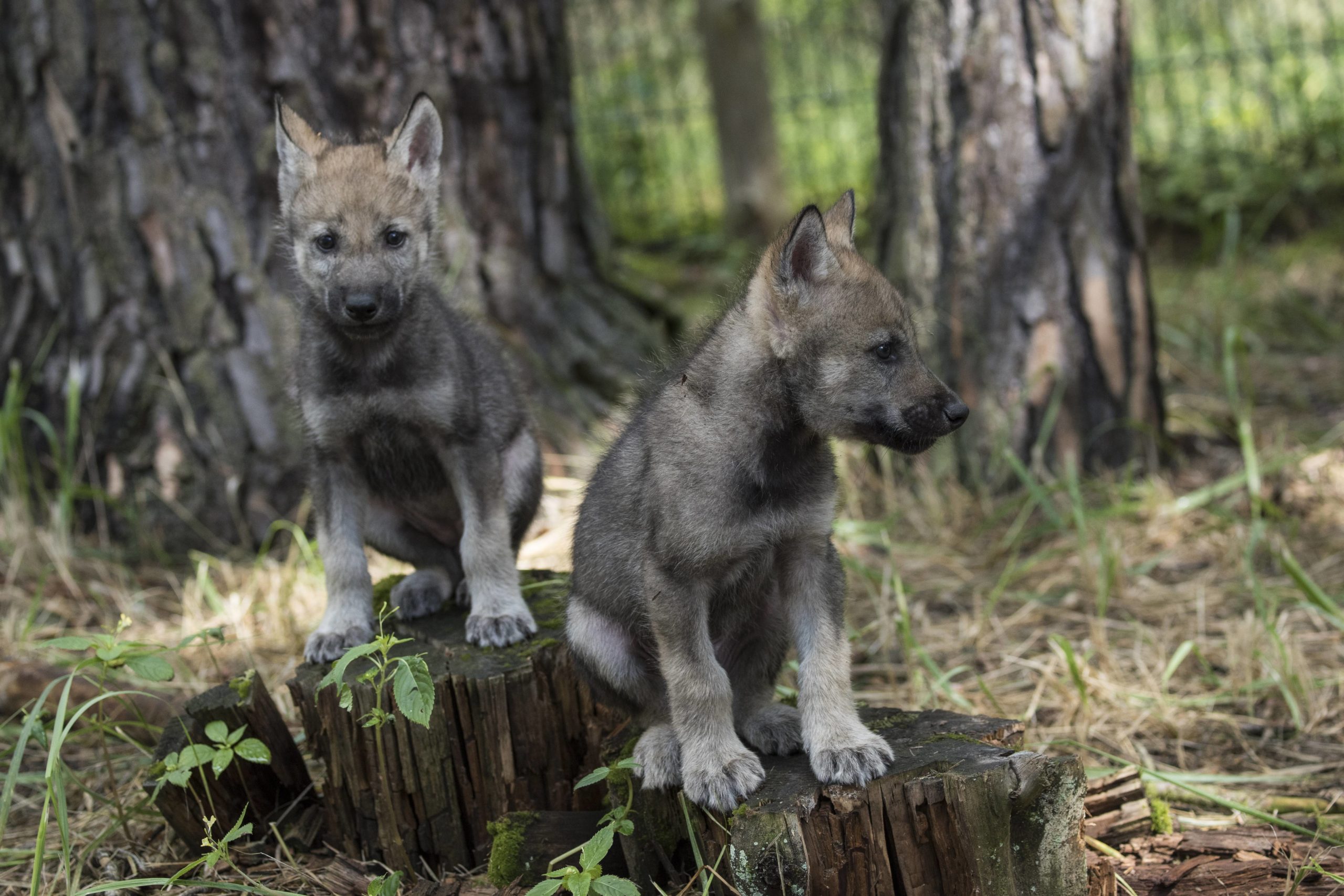 Wölfe in Brandenburg: Zwei junge Wölfe im Biosphärenreservat Schorfheide-Chorin in der Schorfheide. Foto: Imago/Hohlfeld