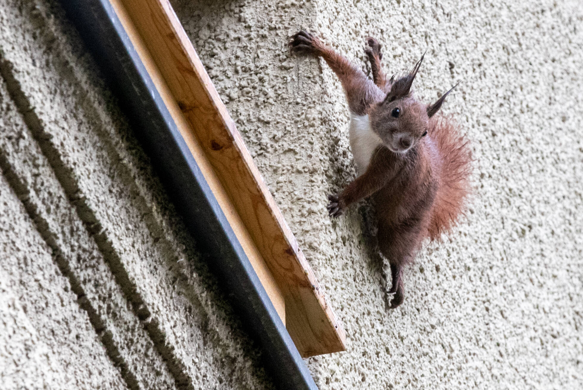 Eichhörnchen klettert Hauswand empor. Foto: Imago/Andreas Gora