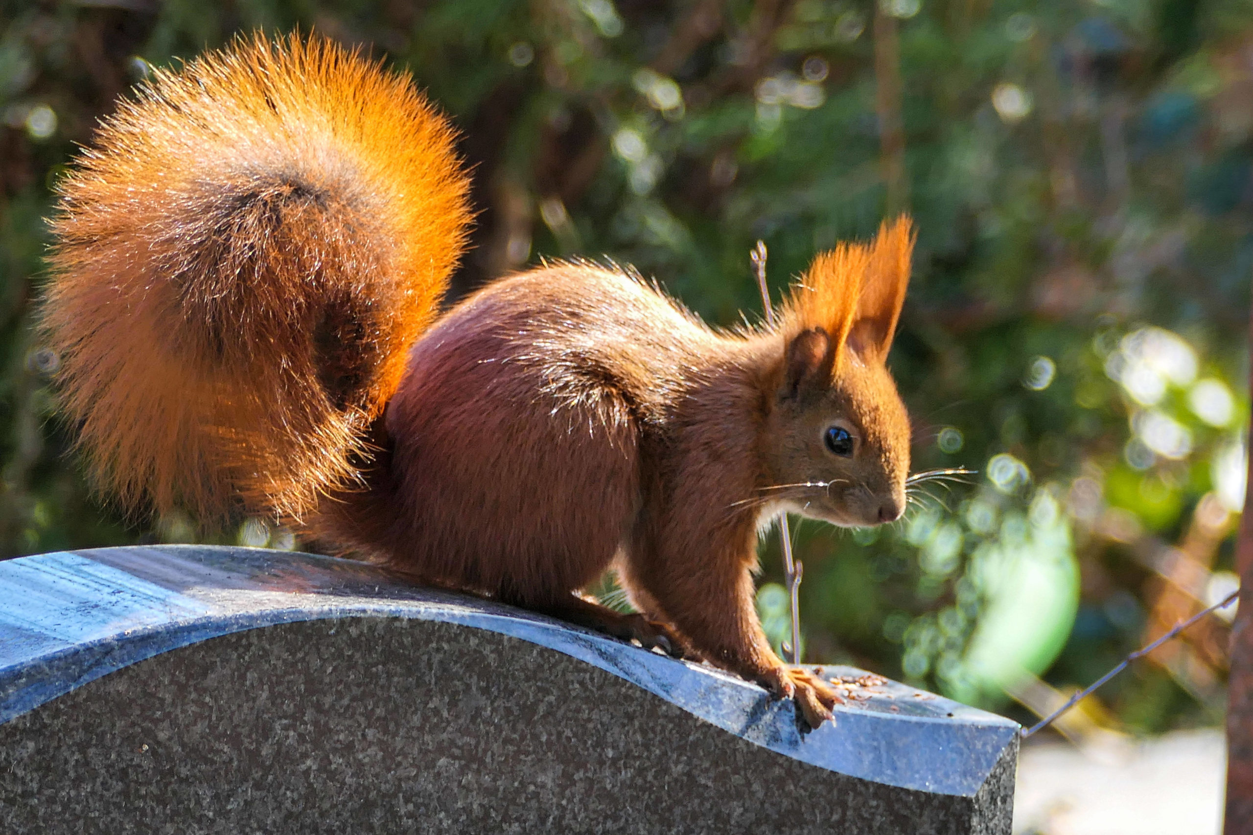 Eichhörnchen auf dem Friedhof Schöneberg III. Foto: Imago/Stefan Zeitz