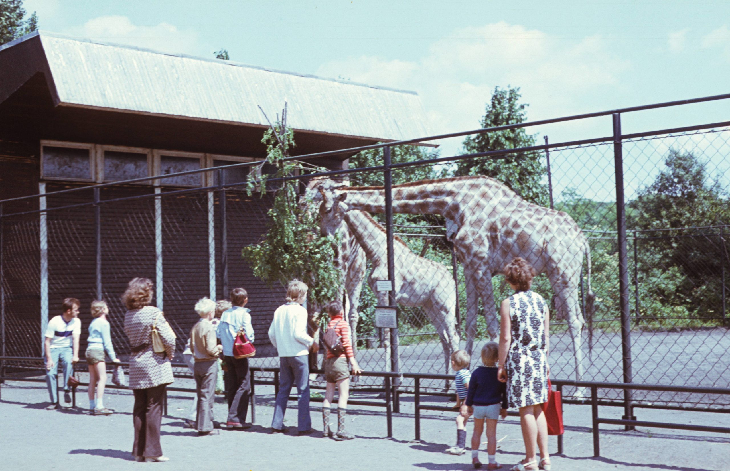 Zoobesucher bei den Giraffen im Tierpark Friedrichsfelde. Foto: Imago/Gerhard Leber