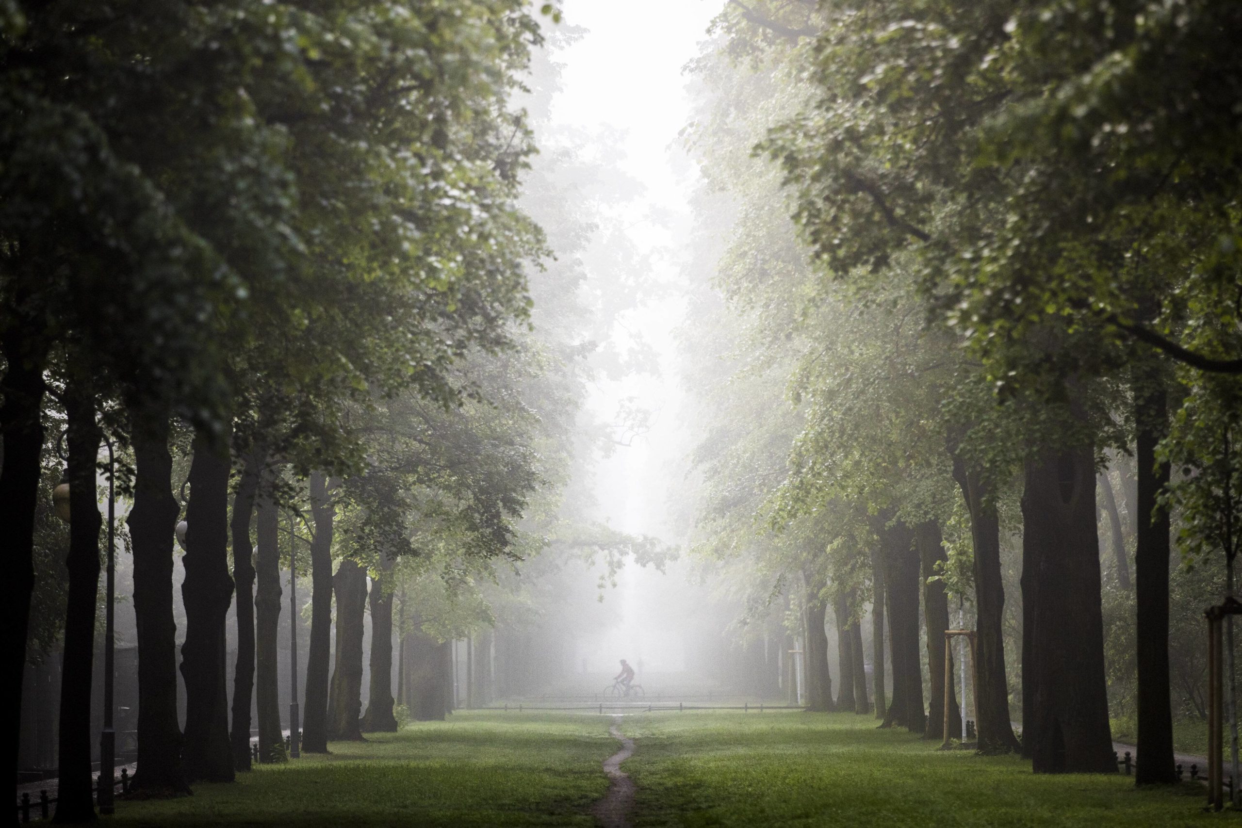 Ein Radfahrer fährt bei Nebel durch den Tiergarten in Berlin. Foto: Imago/Photothek