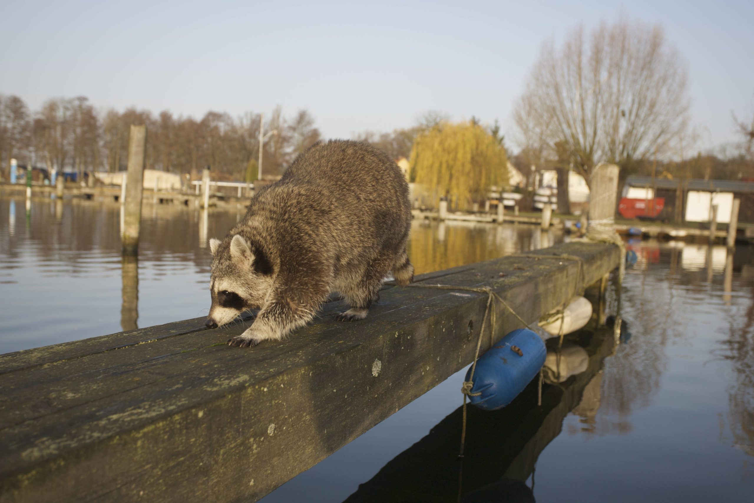 Ein Waschbär am Müggelsee in Berlin. Foto: Imago/Nature Picture Library