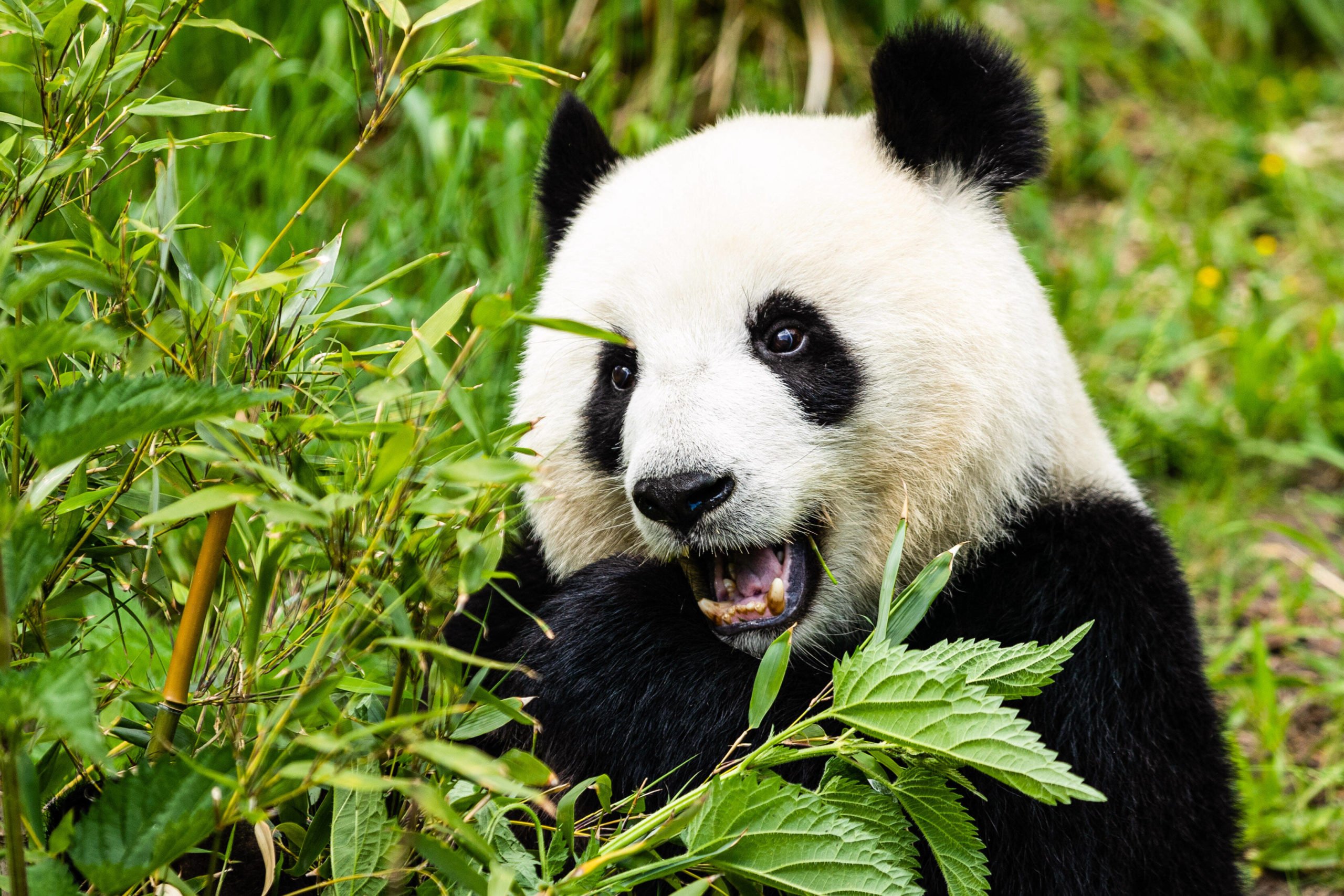 Der Panda Meng Meng im Zoo Berlin. Foto: Imago/Xinhua