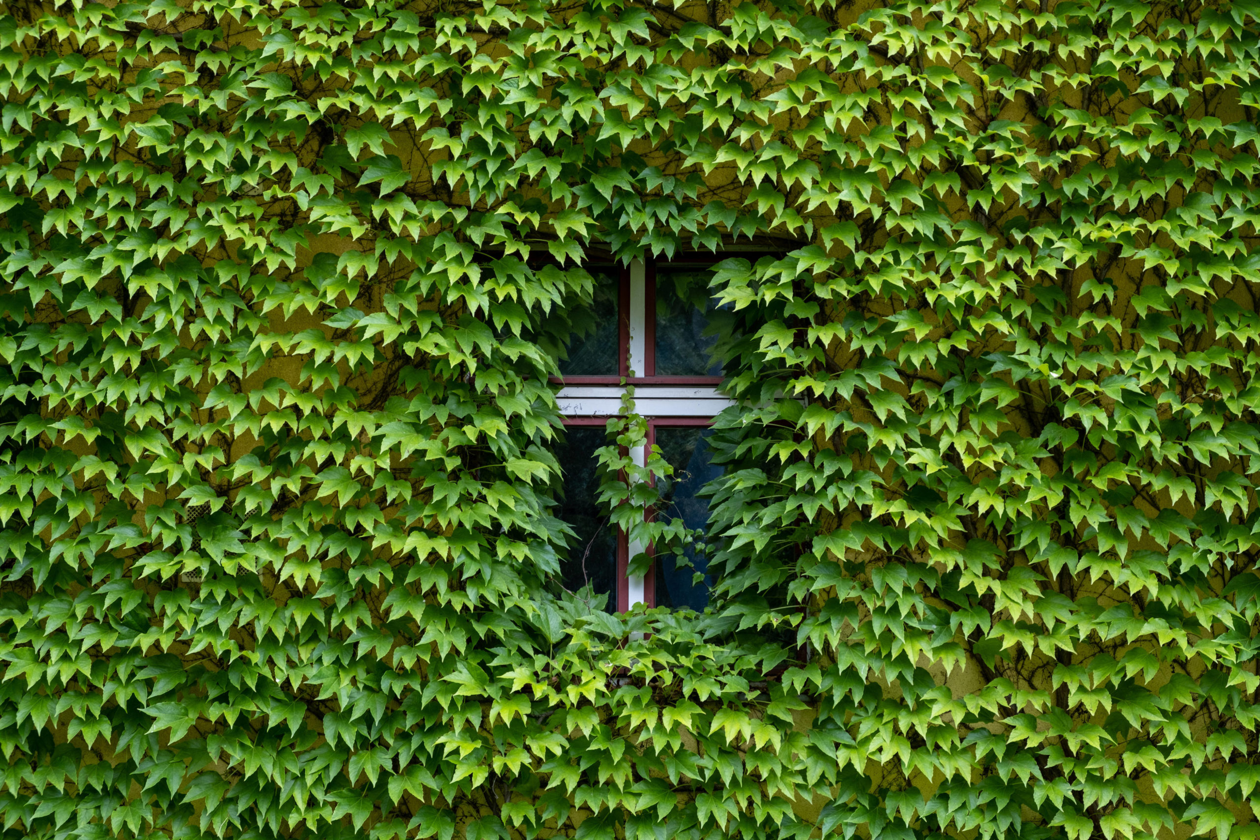 Altbau-Fassaden: Mit Weinlaub zugewuchertes Fenster eines Altbaus in Prenzlauer Berg. Foto: Imago/Seeliger