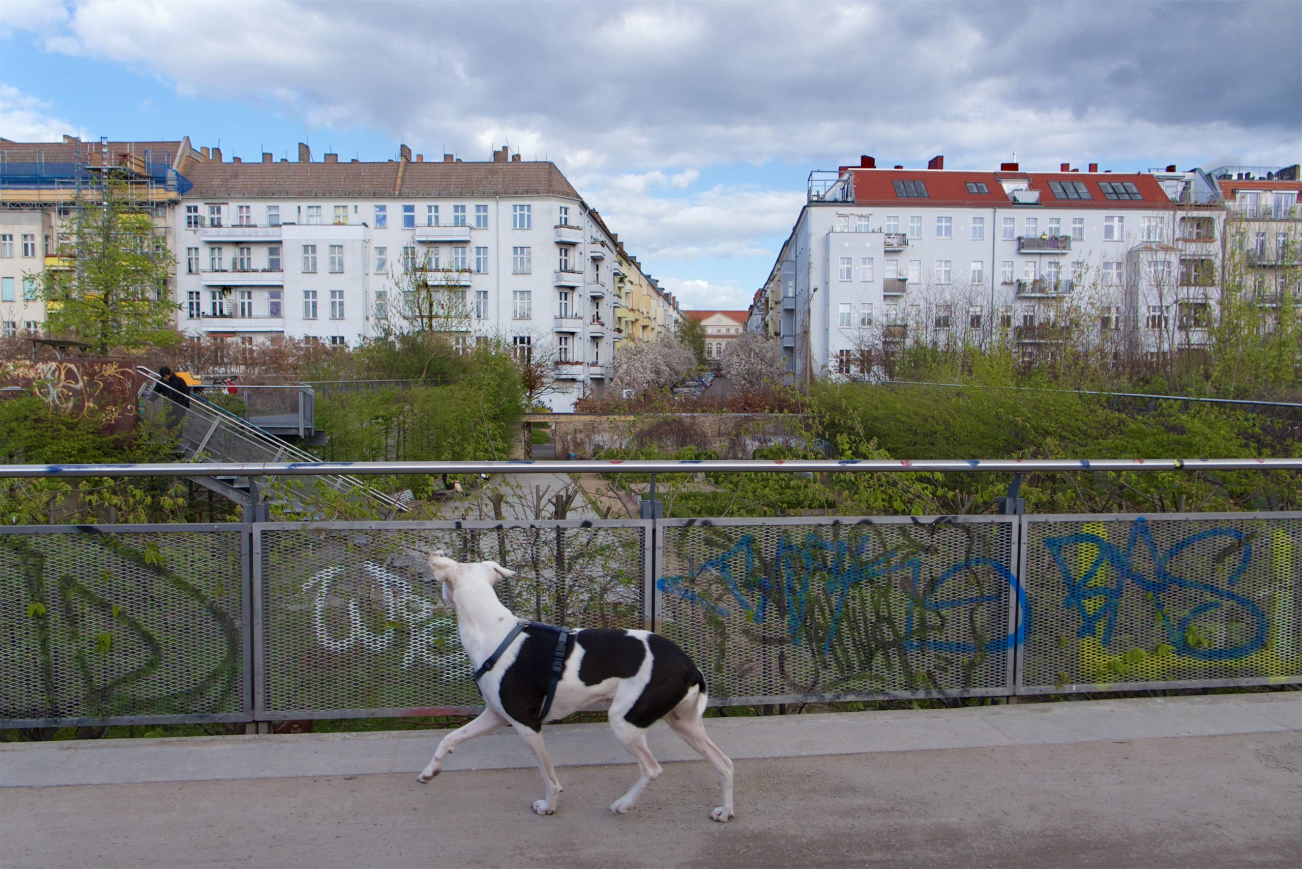 Vorsicht, freilaufender Hund in Prenzlauer Berg. Foto: Imago/Rolf Zöllner