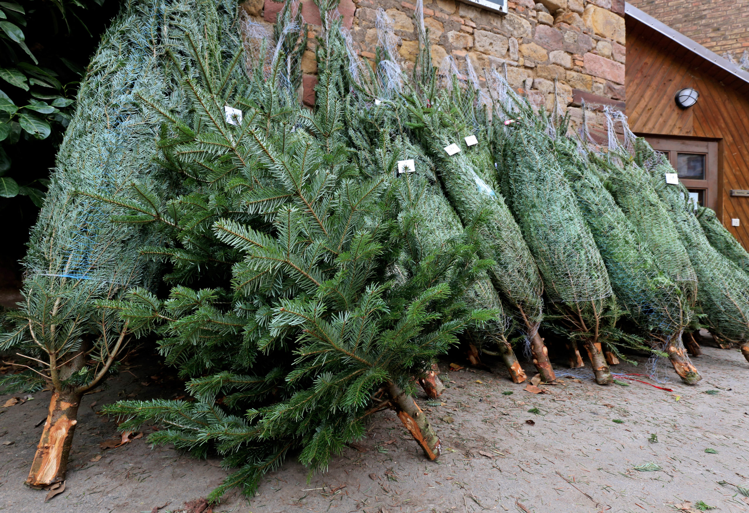 Bio-Weihnachtsbaum kaufen Beim Kauf eines ökologischen Weihnachtsbaums solltet ihr auf das ausgewiesene Bio-Siegel oder -Zertifikat achten.