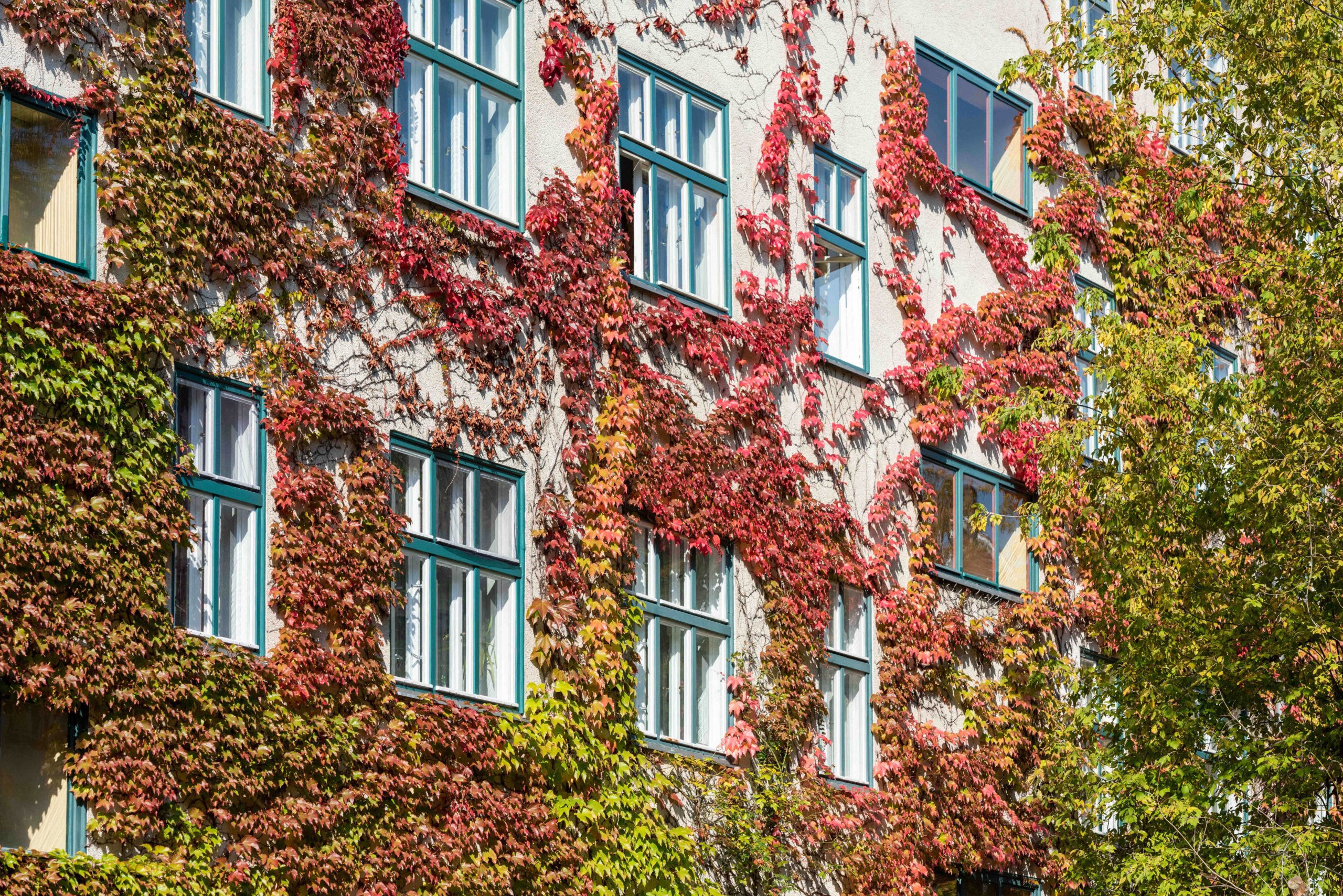 Berlin Herbst 2021: Rot gefärbtes Weinlaub an einer Hausfassade in Prenzlauer Berg. Foto: Imago/Seeliger