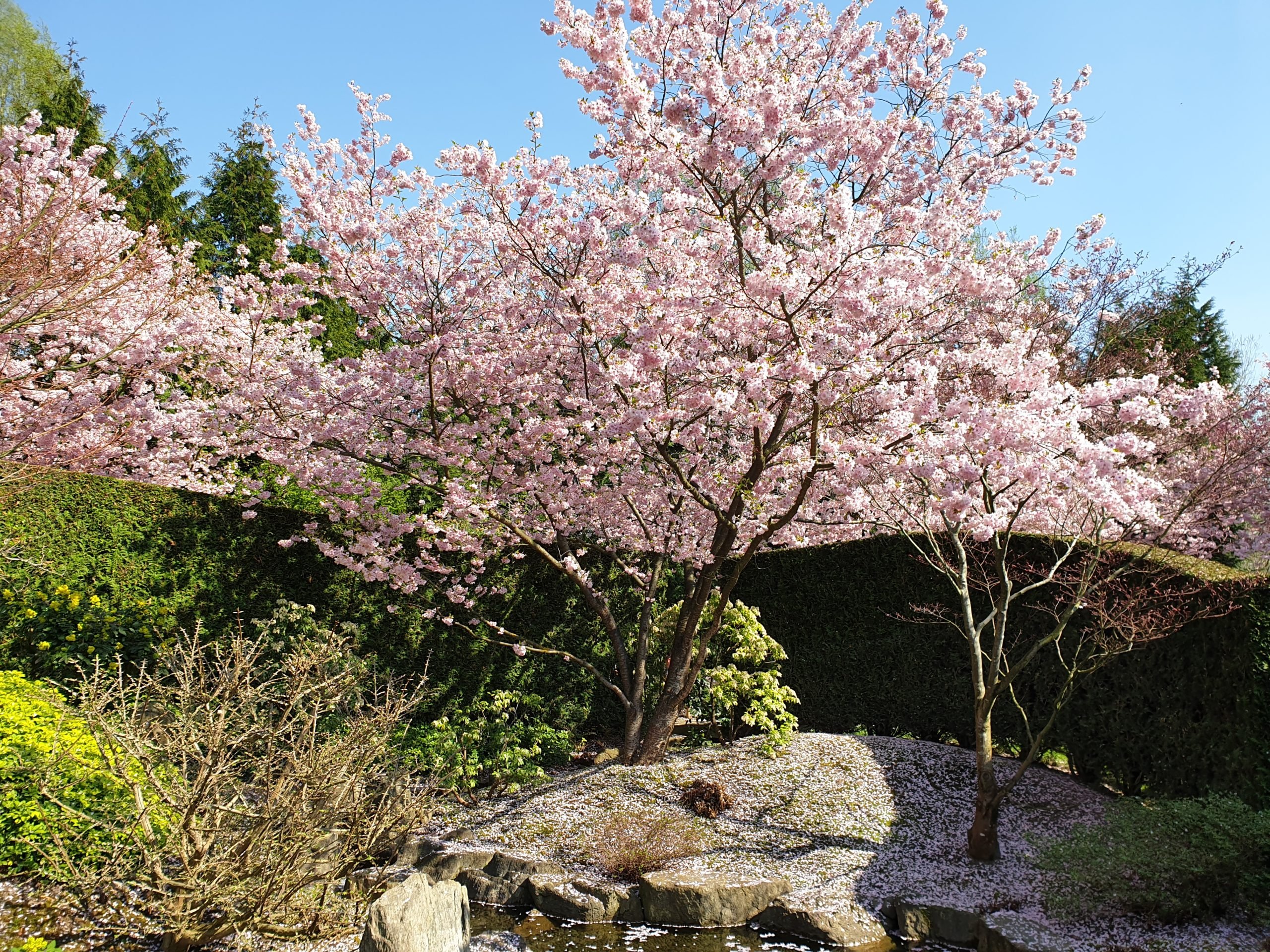 Nicht nur die Kirschbäume im japanischen Garten sind ein Muss. Foto: Anagoria/CC BY 3.0