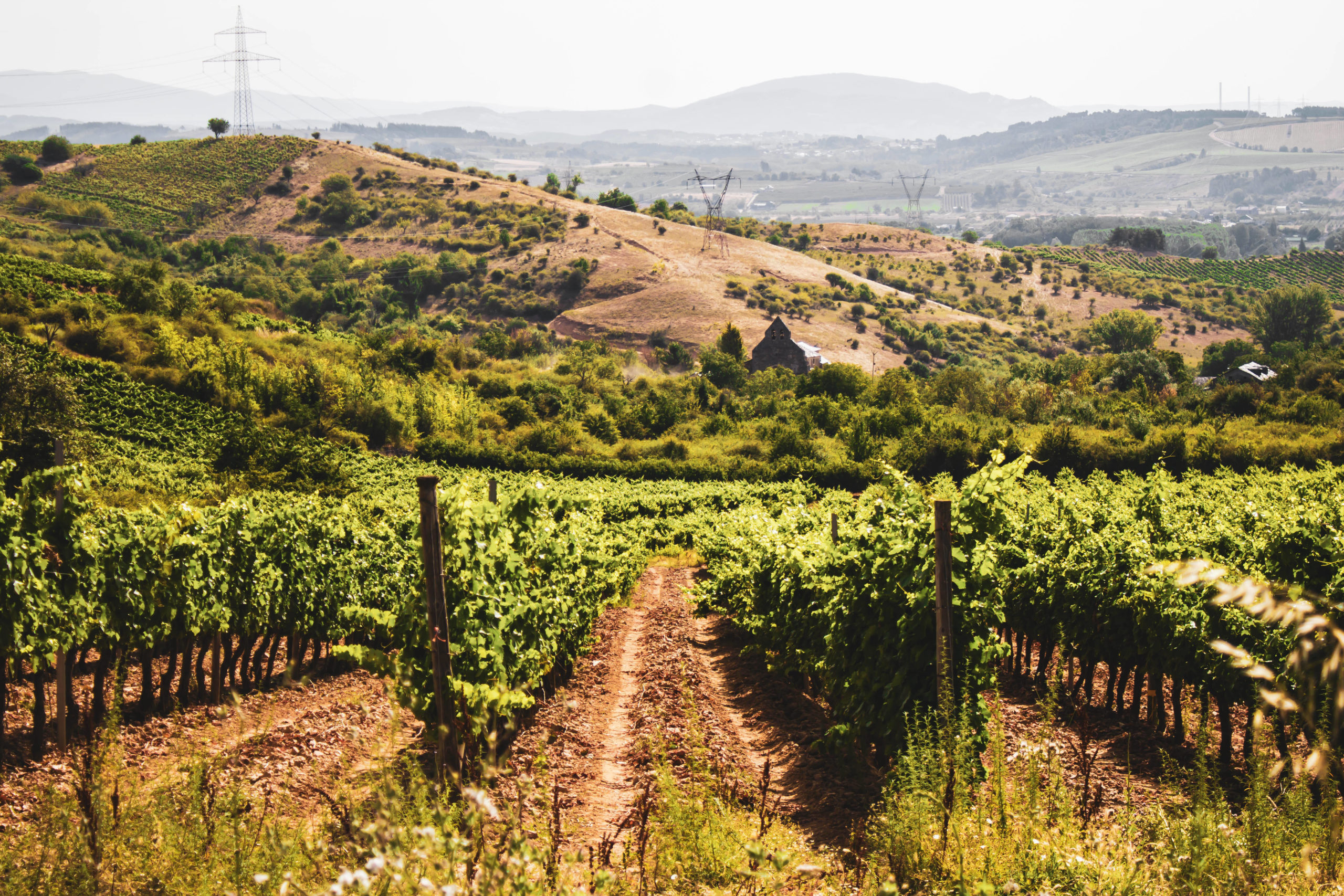 Mit rund 961.000 Hektar verfügen die spanischen Winzer über das größte Weinbaugebiet weltweit. Weinberge in der autonomen Gemeinschaft Kastilien und León. Foto: Imago/ Cavan Images