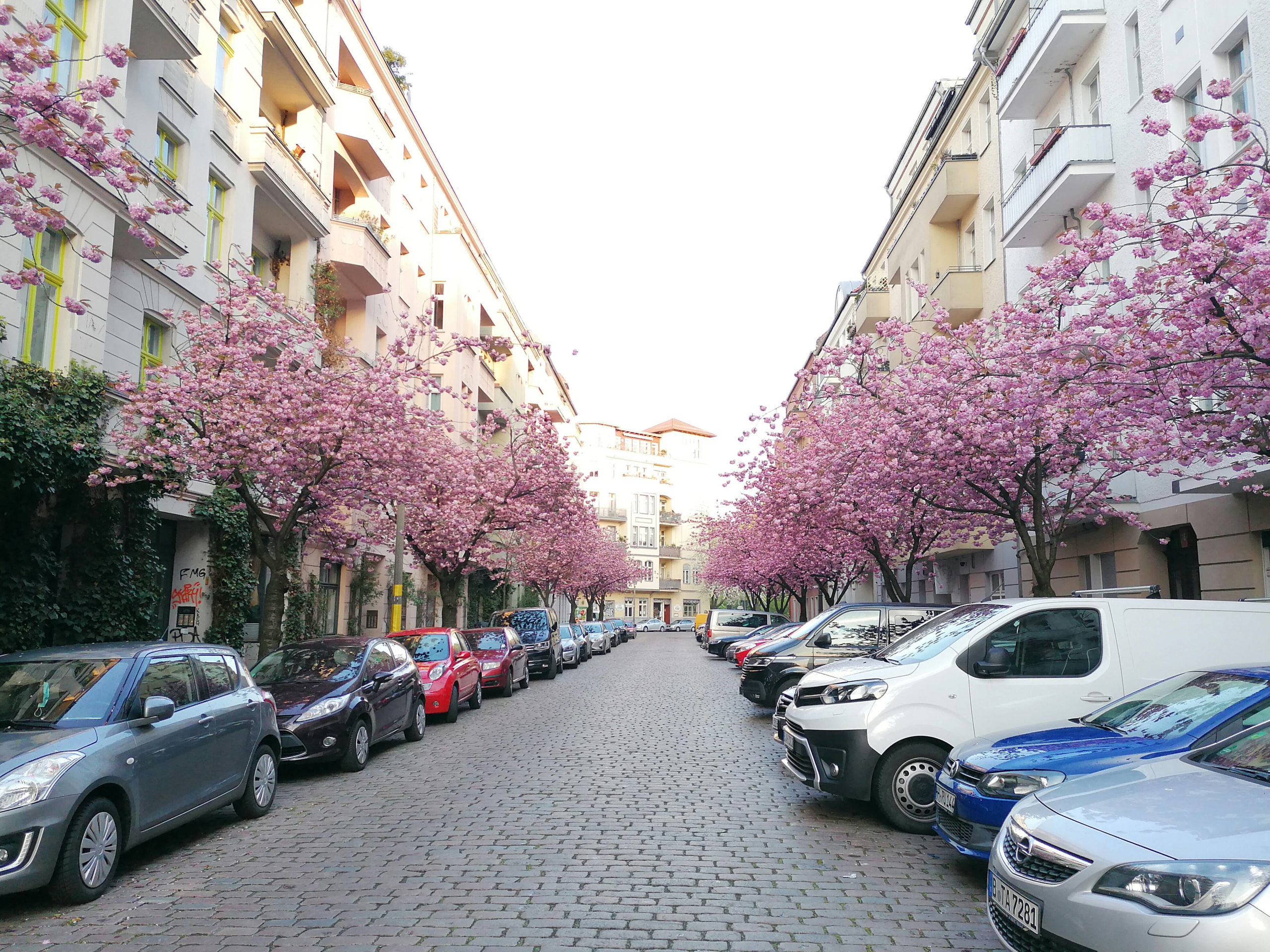 Frühling in Berlin: Nicht mehr allzu lange und die Kirschblüte geht wieder los. 