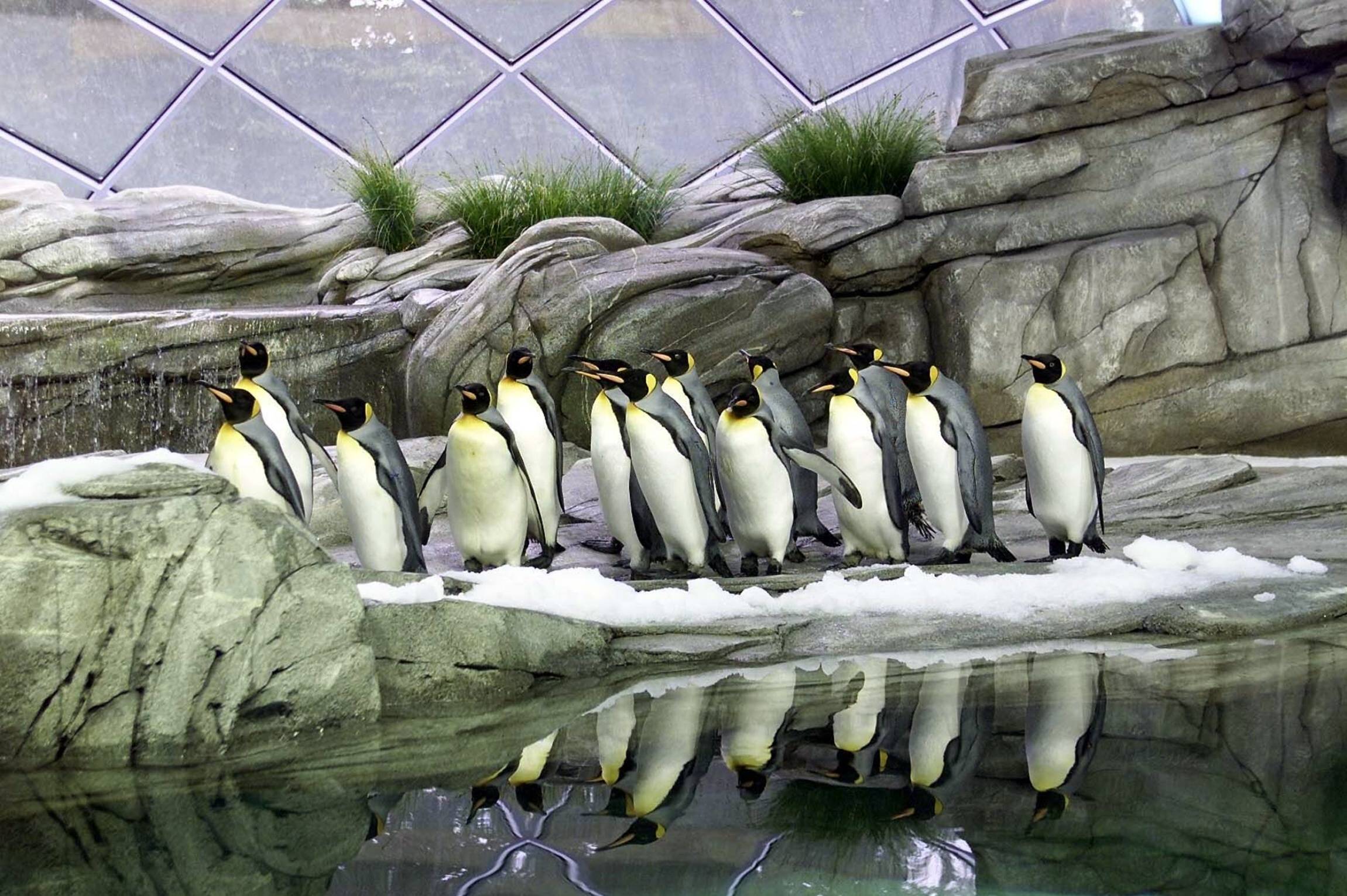 Neues Pinguinhaus im Zoo Berlin. Foto: Imago/Olaf Wagner