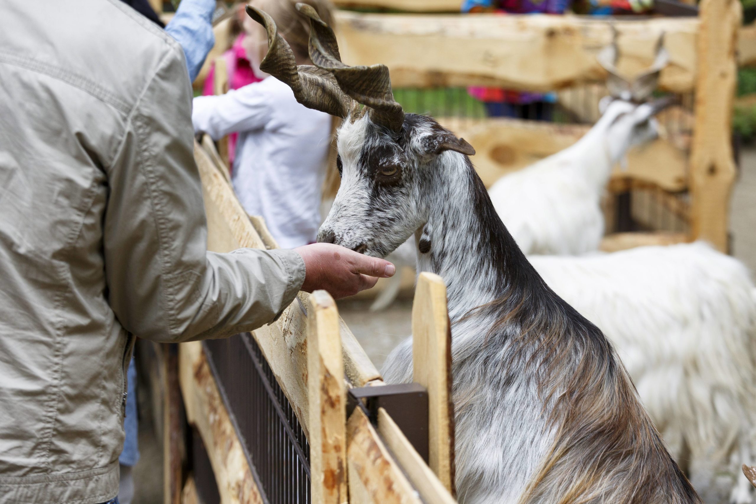 Im Streichelzoo im Tierpark Berlin fressen die Tiere einem aus der Hand. Foto: Imago/Stefan Zeitz