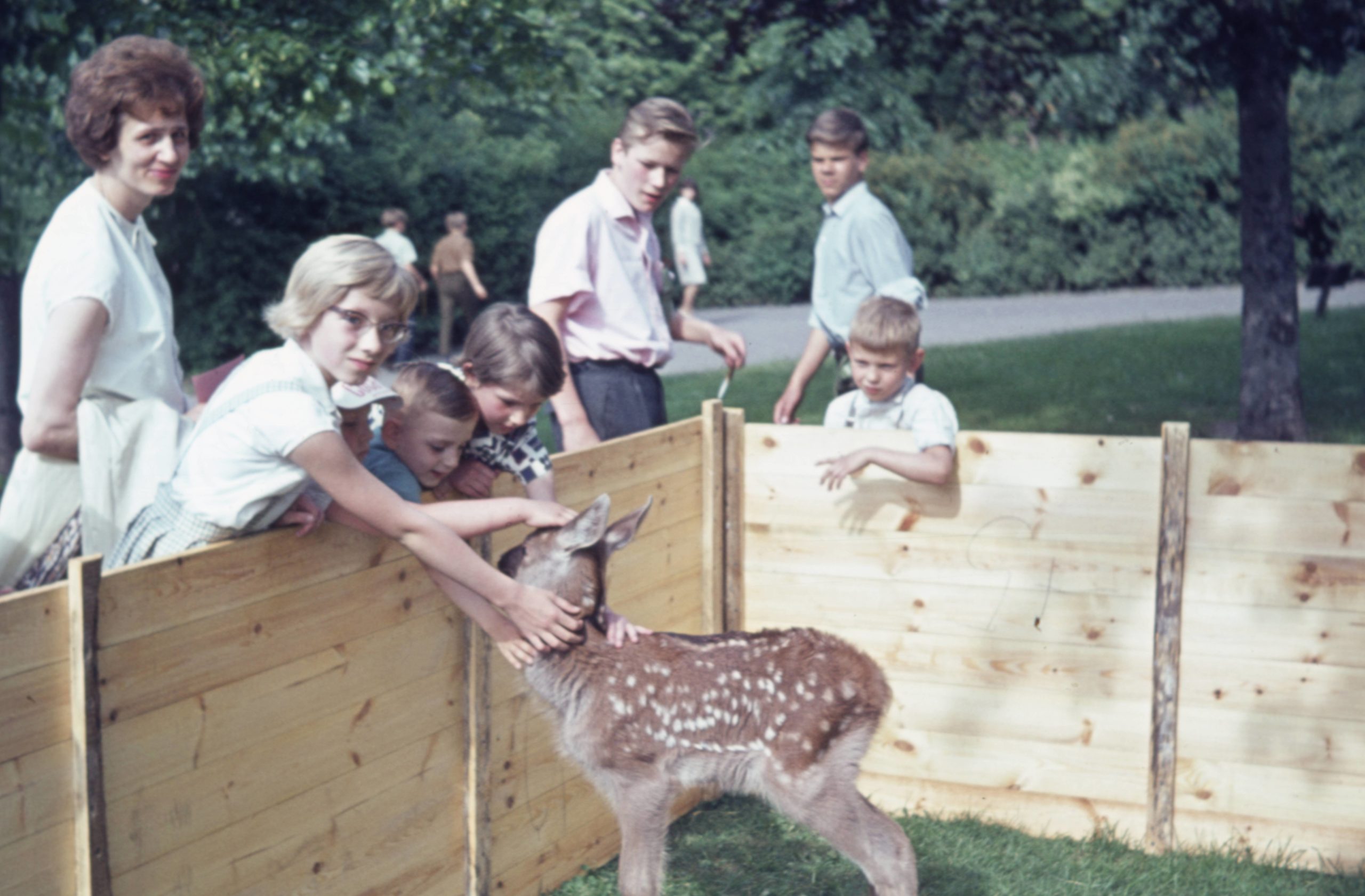 Kinder mit Rehkitz im Tierpark, 1960. Foto: Imago/Gerhard Leber