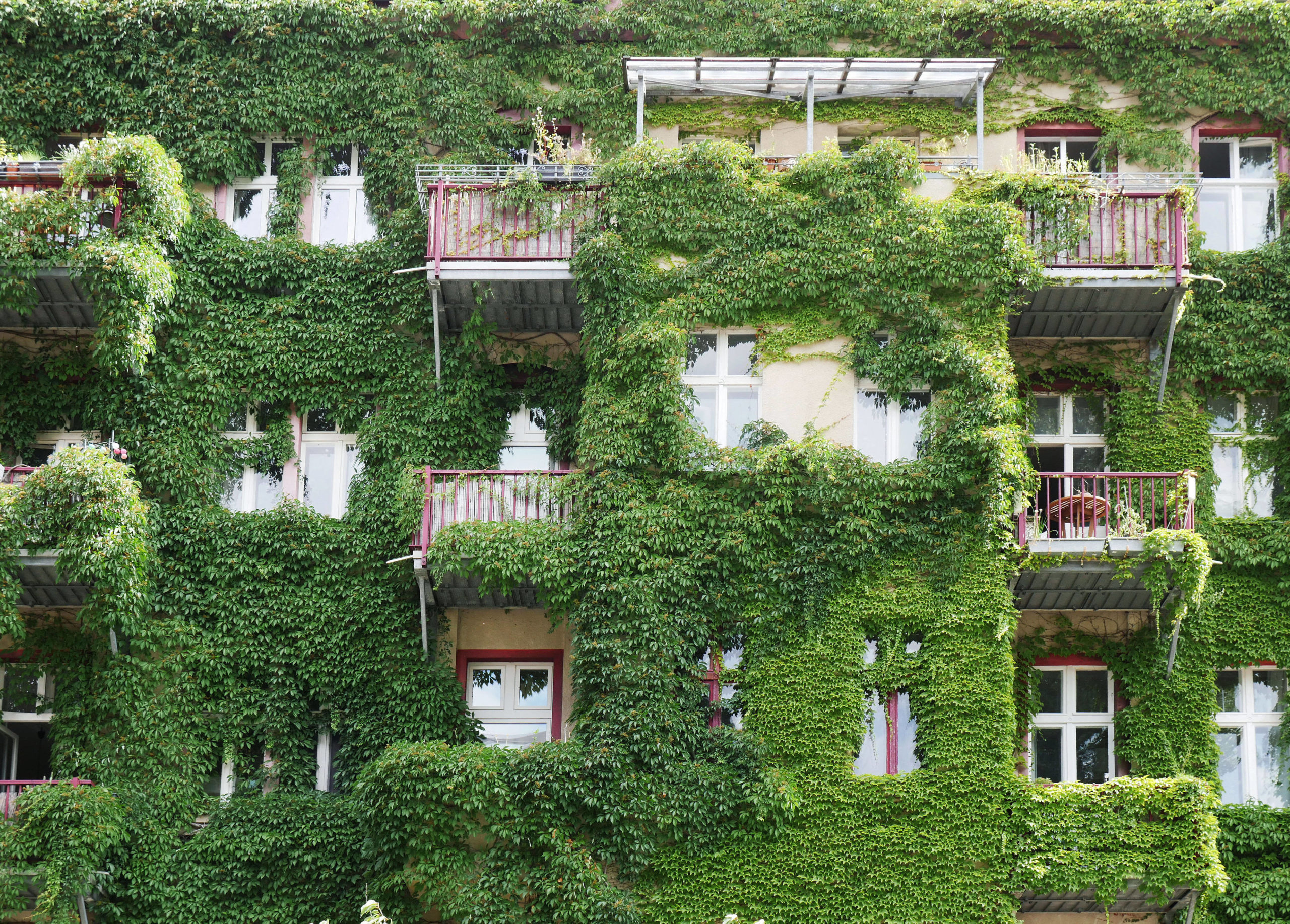 Grün ist die Zukunft, eine bewachsene Altbaufassade. Foto: Imago/Sabine Gudath