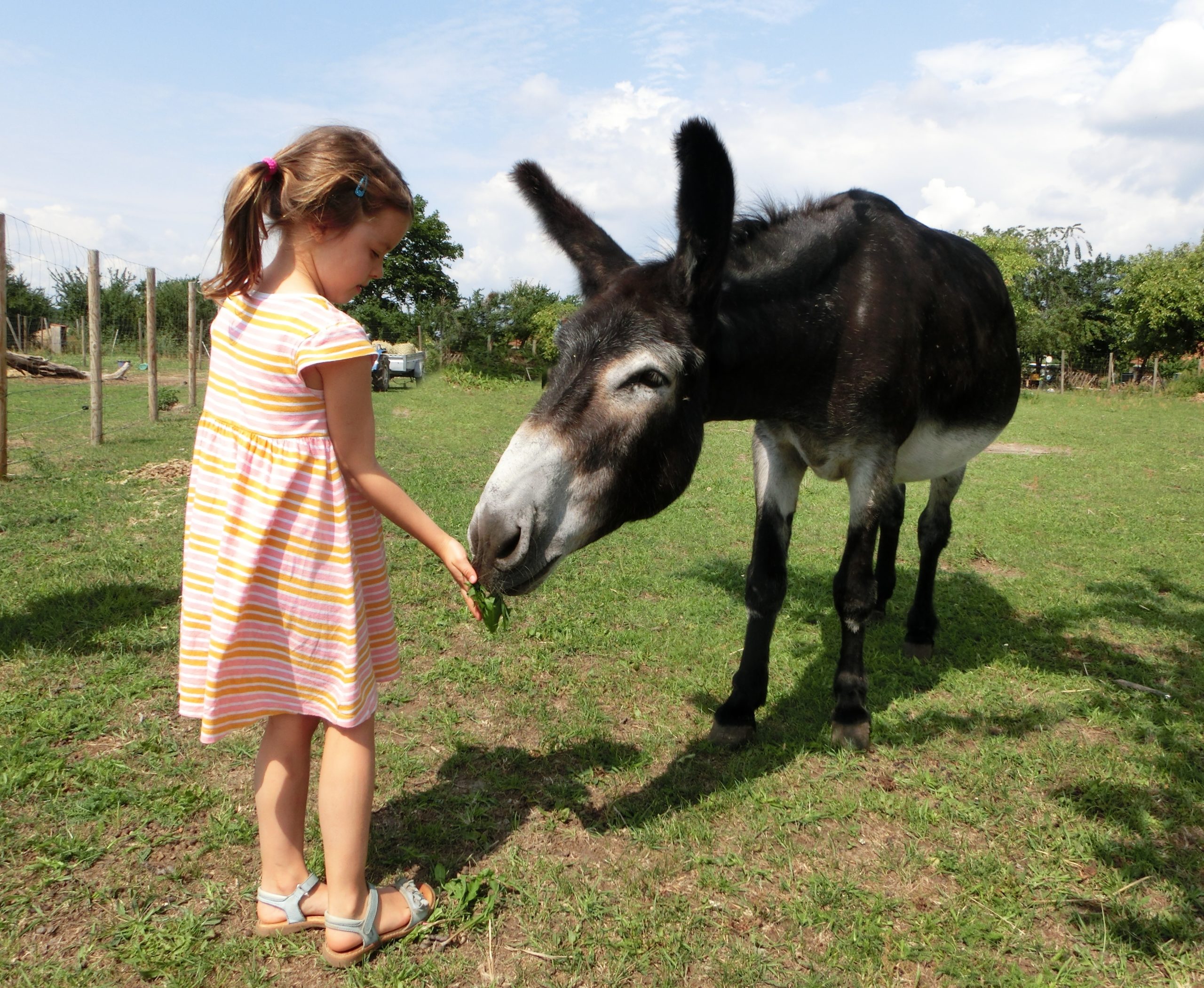 Urlaub auf dem Bauernhof Auf dem Sonnenlandhof können kleine Besucher:innen bei der Tierversorgung und -pflege helfen.
