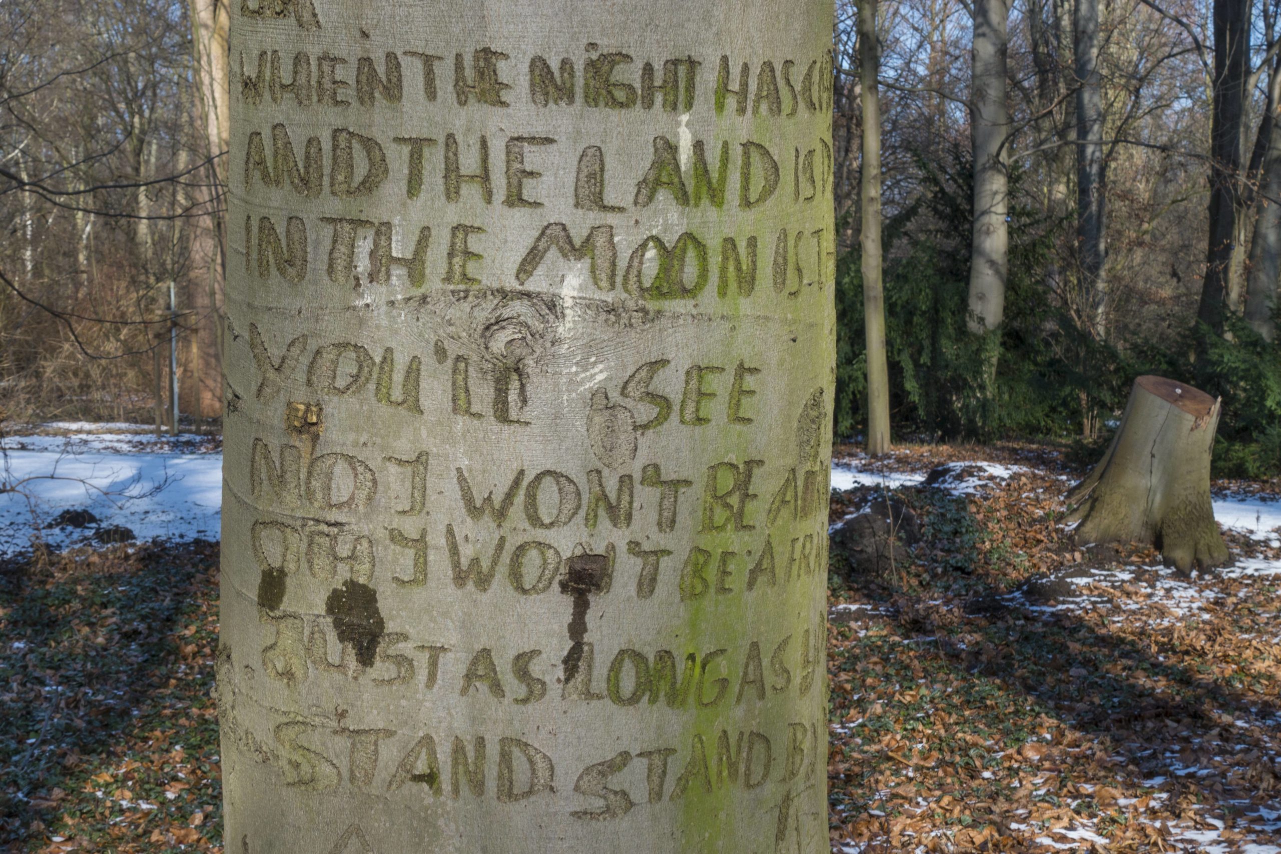 Der Text von "Stand By Me" von B. B. King in die Rinde eines Baumes geritzt. Foto: Imago/Volker Hohlfeld