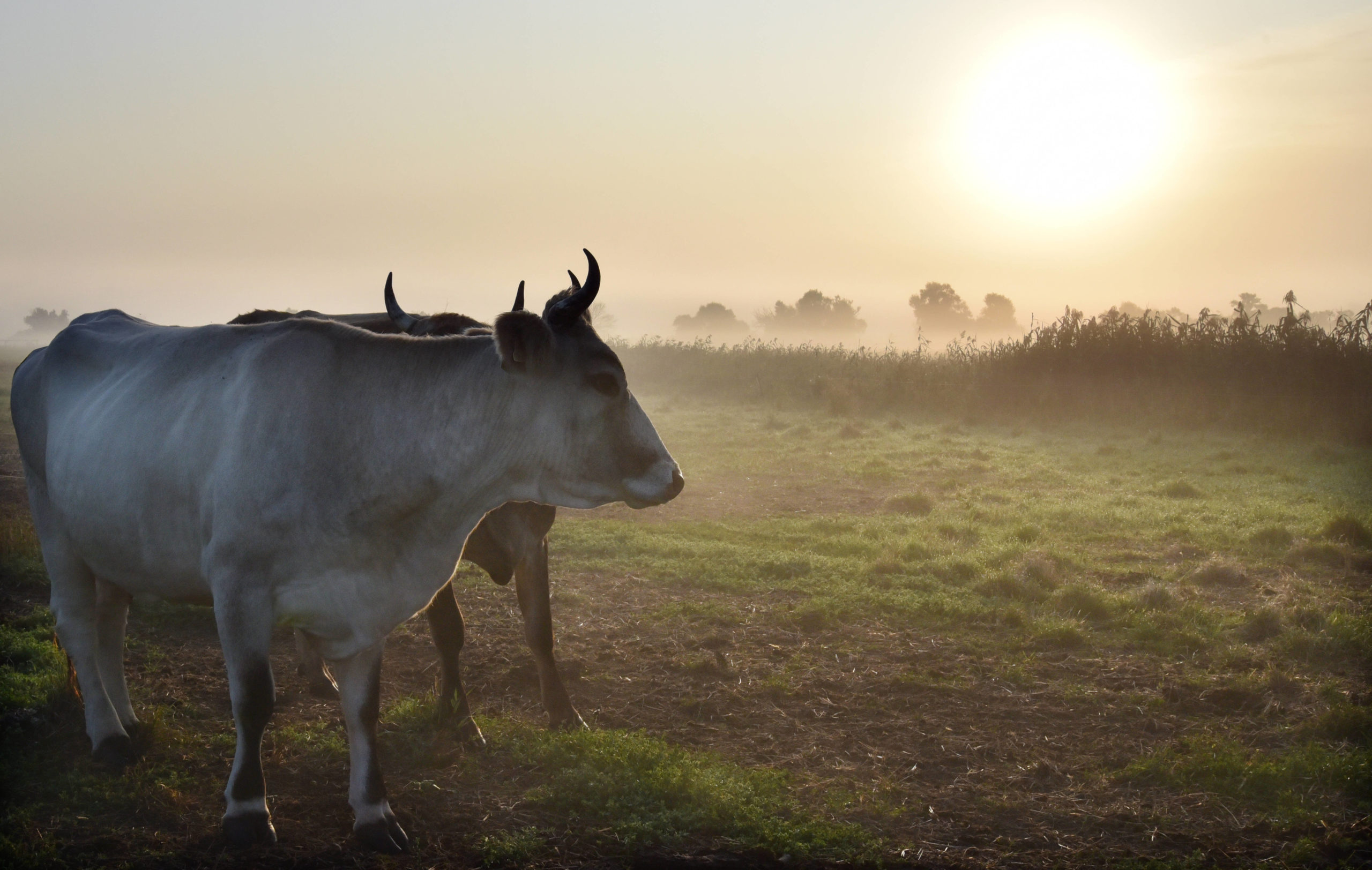 Geradezu verwunschen sieht die Weide des Bio-Hofs Stolze Kuh in der Morgendämmerung in Brandenburgs Nordosten aus. Foto: Imago/Tagesspiegel