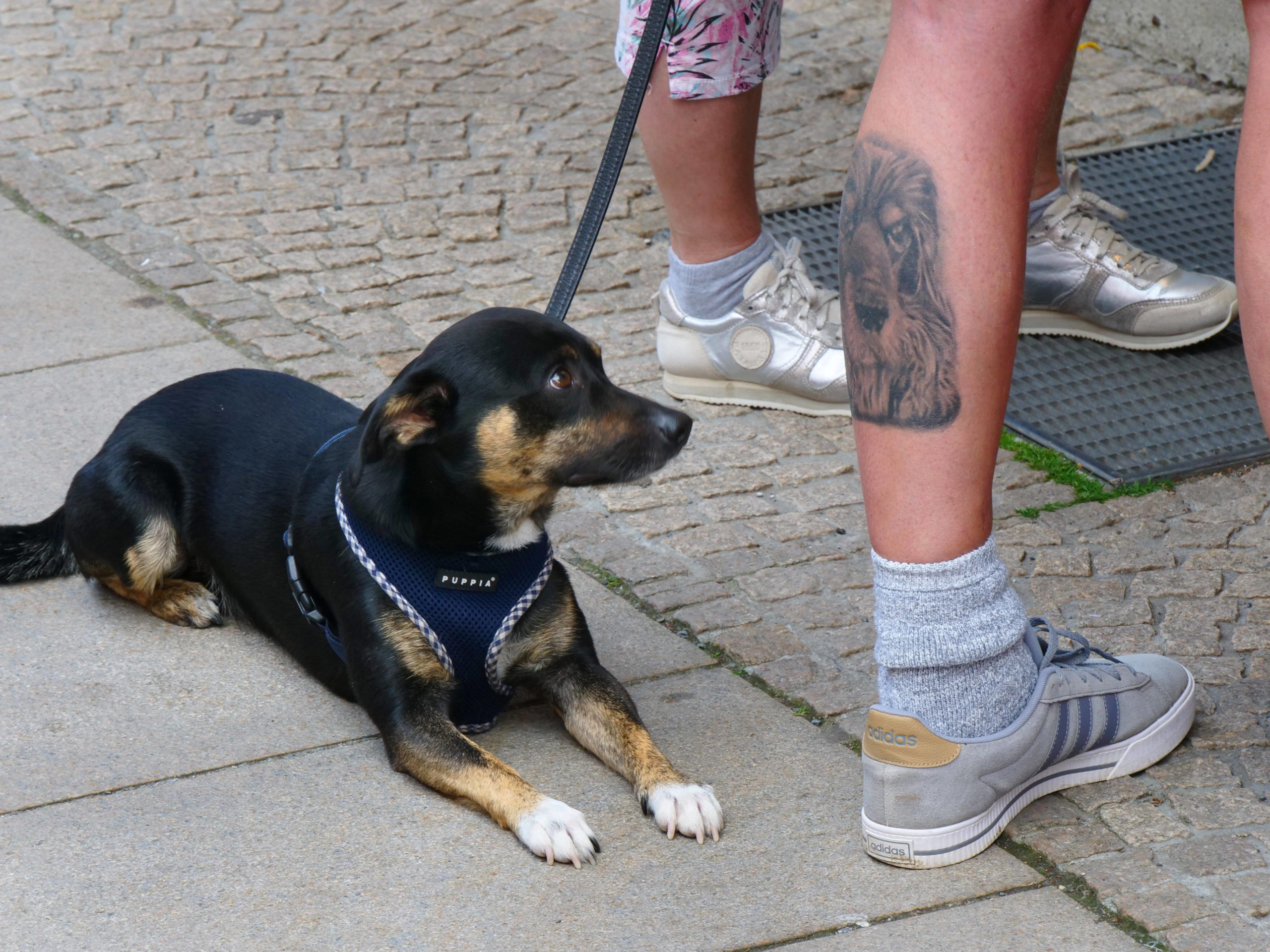 Hunde in Berlin Heiße Sommer machen nicht nur Großstädter:innen, sondern auch ihren Hunden zu schaffen. Zu heißer Asphalt kann an ihren Pfoten schmerzen.