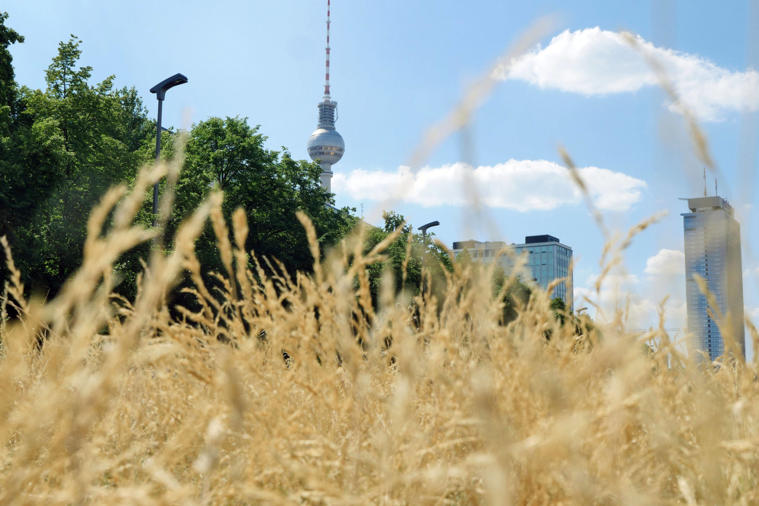 Hitzewelle in Berlin Ein trauriger Anblick: das verdorrte Gras aus der Karl-Marx-Allee.