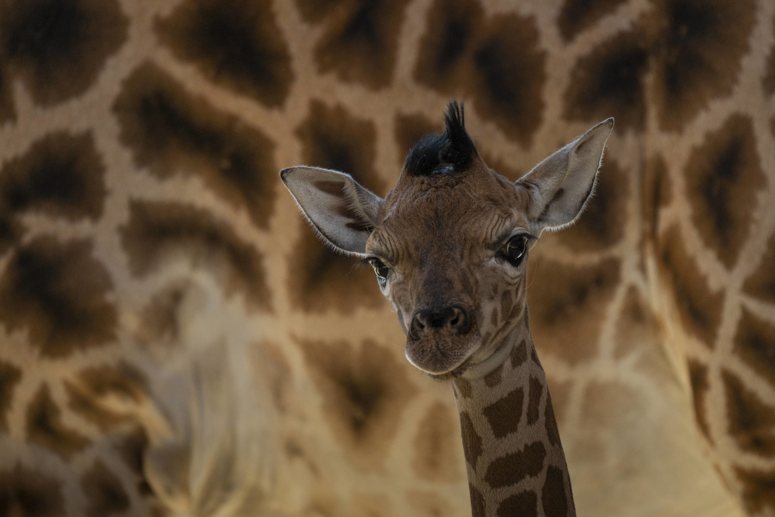 Tipps für Eltern mit Kindern von 3 bis 6 Jahren Mitte 2022 bekamen die Giraffen im Tierpark Friedrichsfelde süßen Nachwuchs.