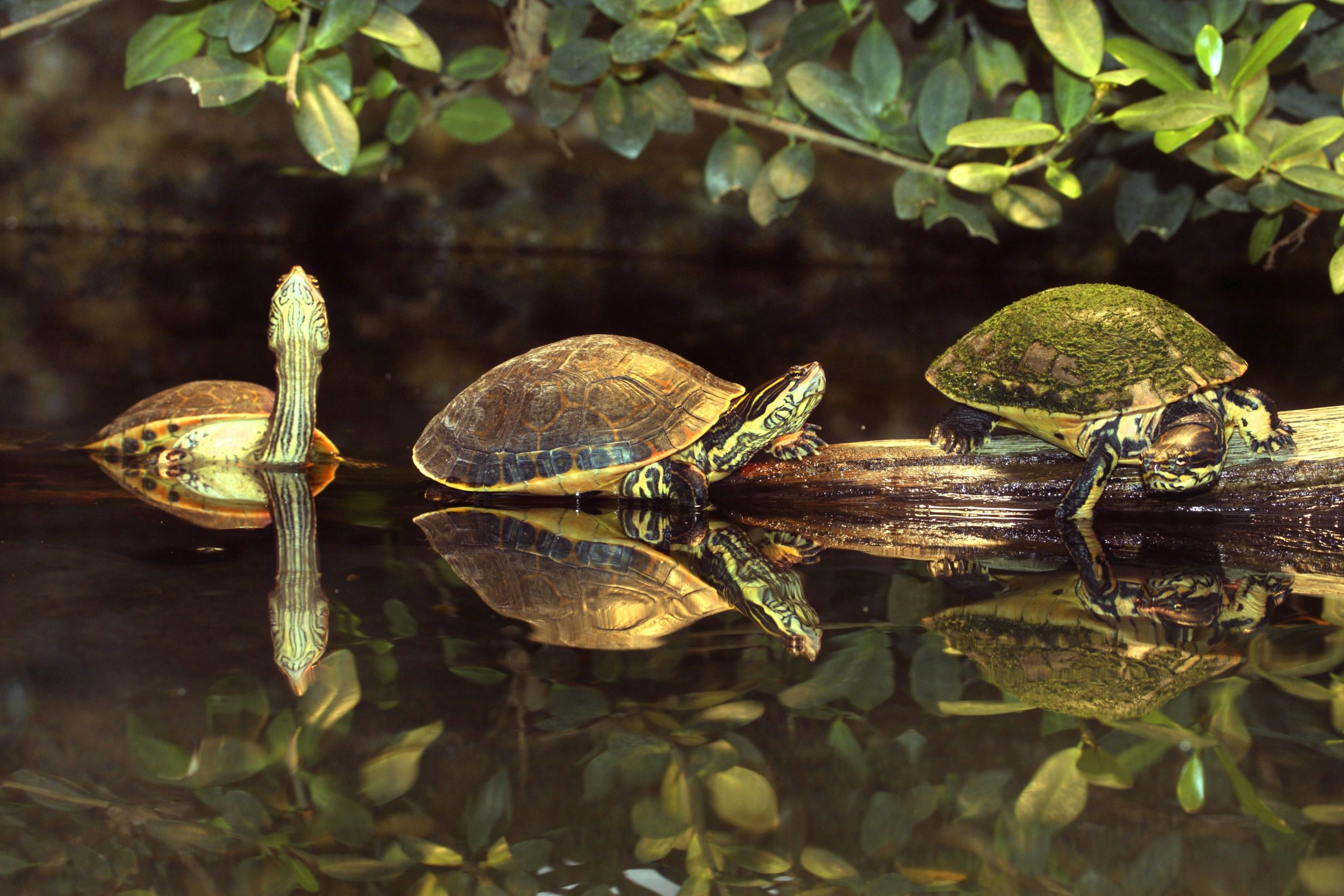 Invasive Arten in Berlin: Die Buchstaben-Schmuckschildkröte nimmt heimischen Schildkröten die Sonnenplätze weg. 