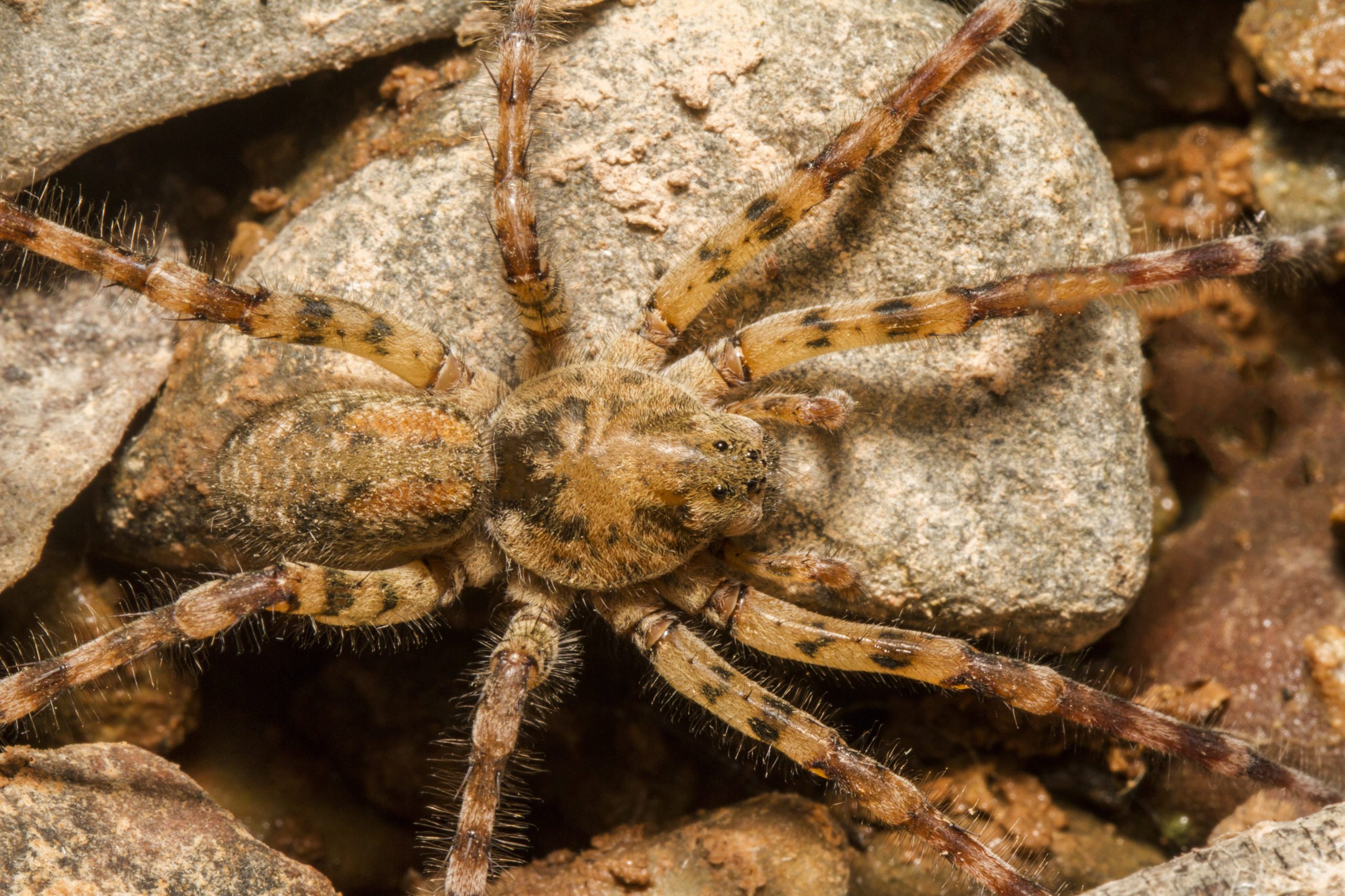 Invasive Arten in Berlin: Sie ist groß, haarig und kann beißen: die Nosferau-Spinne.