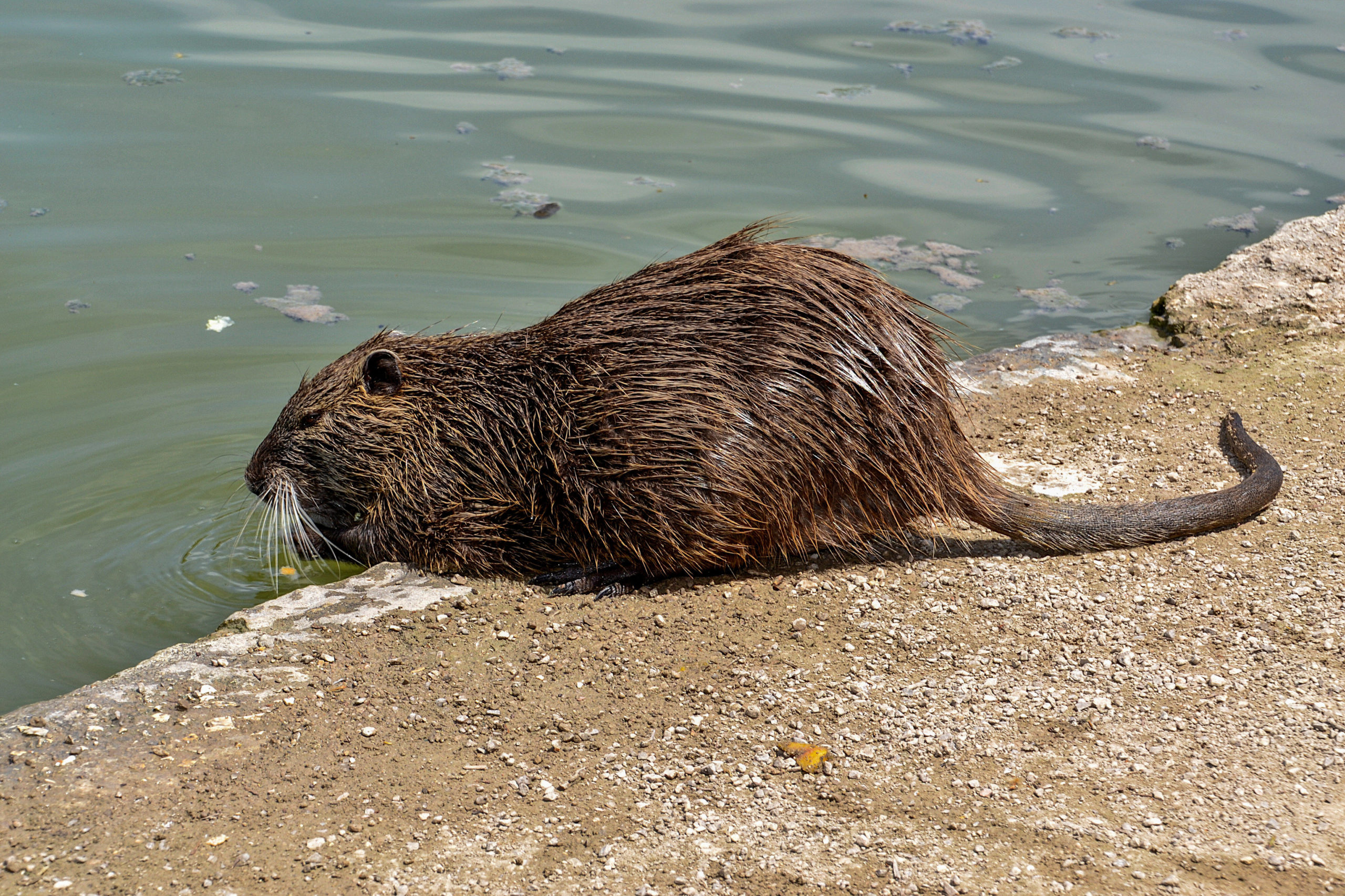 Invasive Arten in Berlin: Nutria sehen ein bisschen aus wie übergroße Meerschweinchen. 
