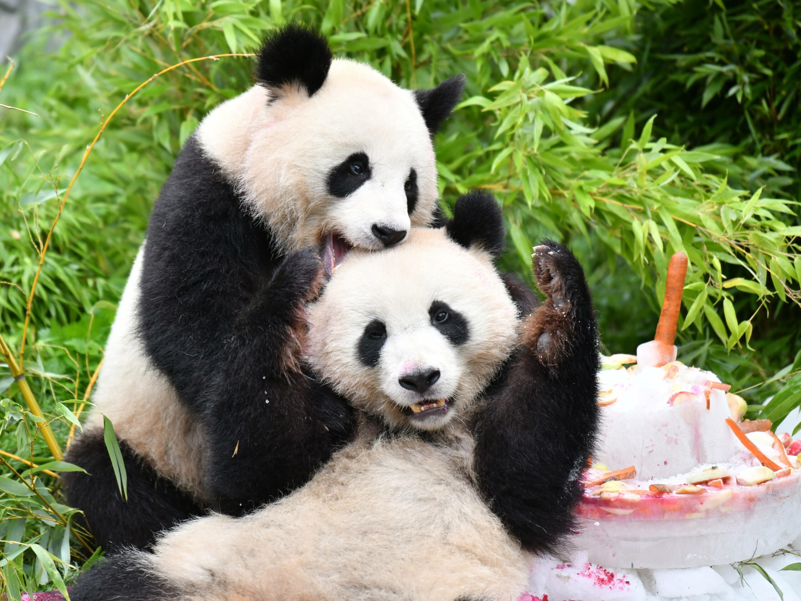 Jahresrückblick 2023: Die beiden im Zoo Berlin geborenen Pandas Pit und Paule feierten am 31. August 2023 ihren vierten Geburtstag. Foto: Imago/Xinhua