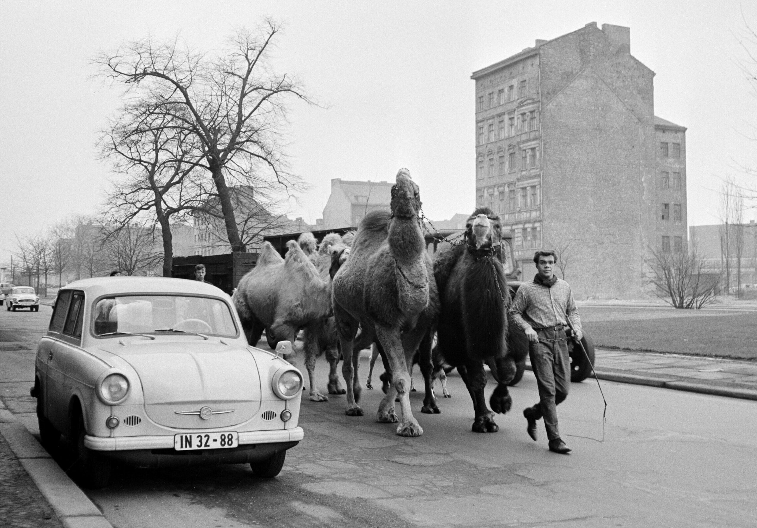 Berlin 1964: Zirkustiere neben einem Trabant 500 in Berlin-Ost. Foto: Imago/Kai Bienert 