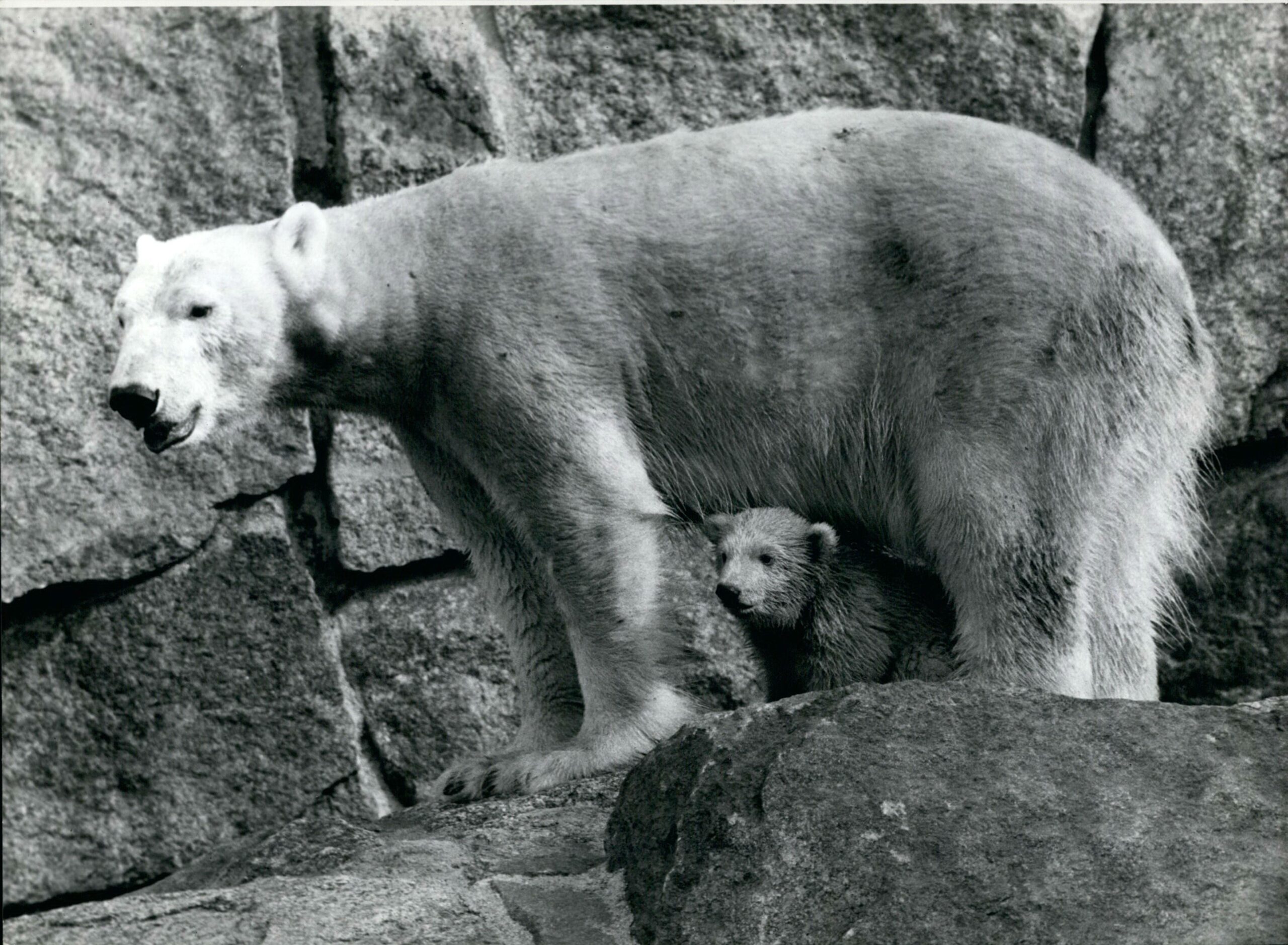 Im Frühjahr 1974 wurde im Berliner Zoo ein Eisbärbaby geboren. Foto: Imago/Zuma/Keystone