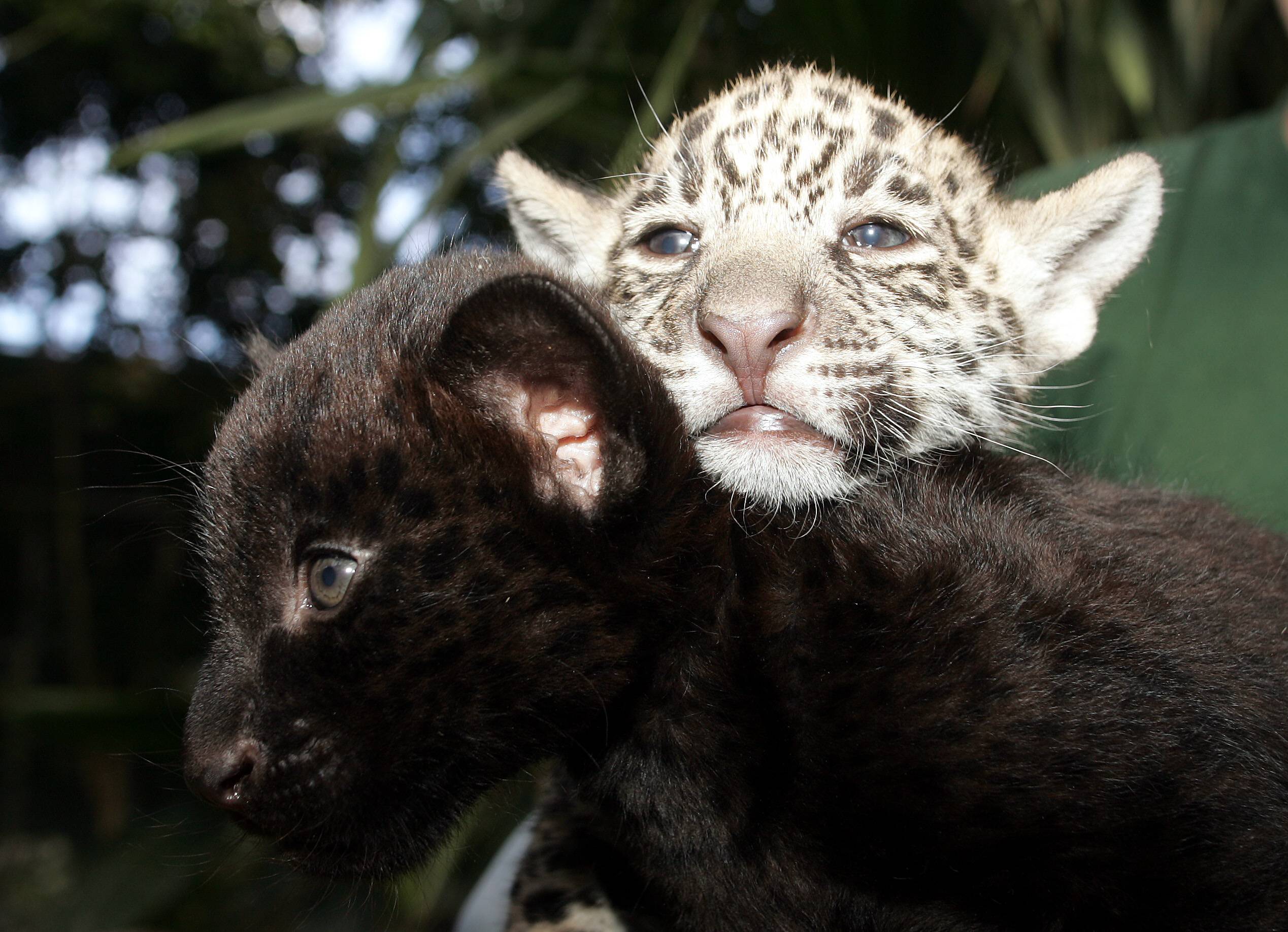 Jaguar-Zwillinge, das Männchen ist gefleckt und das Weibchen ist schwarz. Foto: Imago/Olaf Wagner 