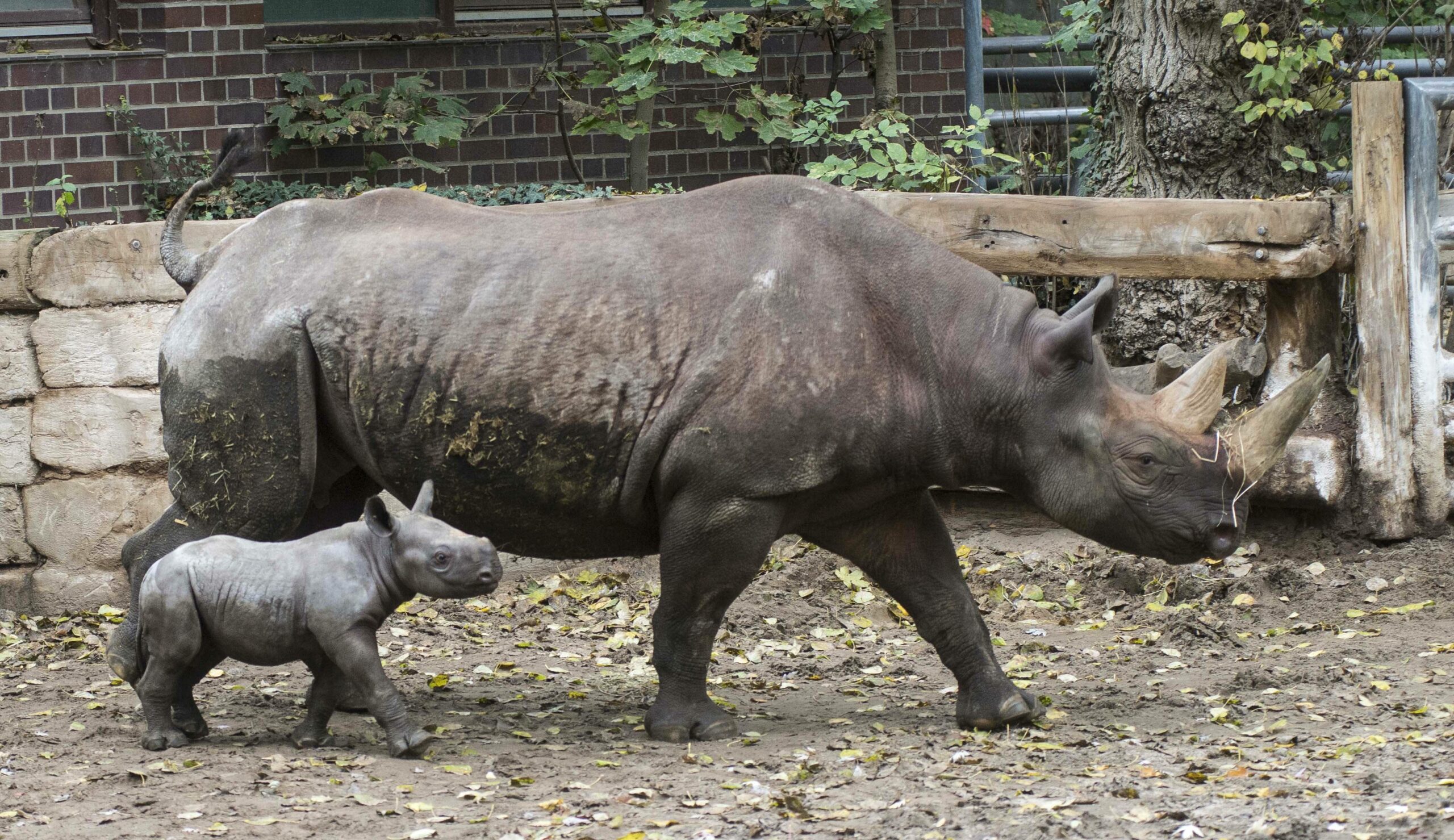 Mama-Spitzmaulnashorn und Baby-Spitzmaulnashorn im Zoo Berlin. Foto: Imago/Olaf Wagner