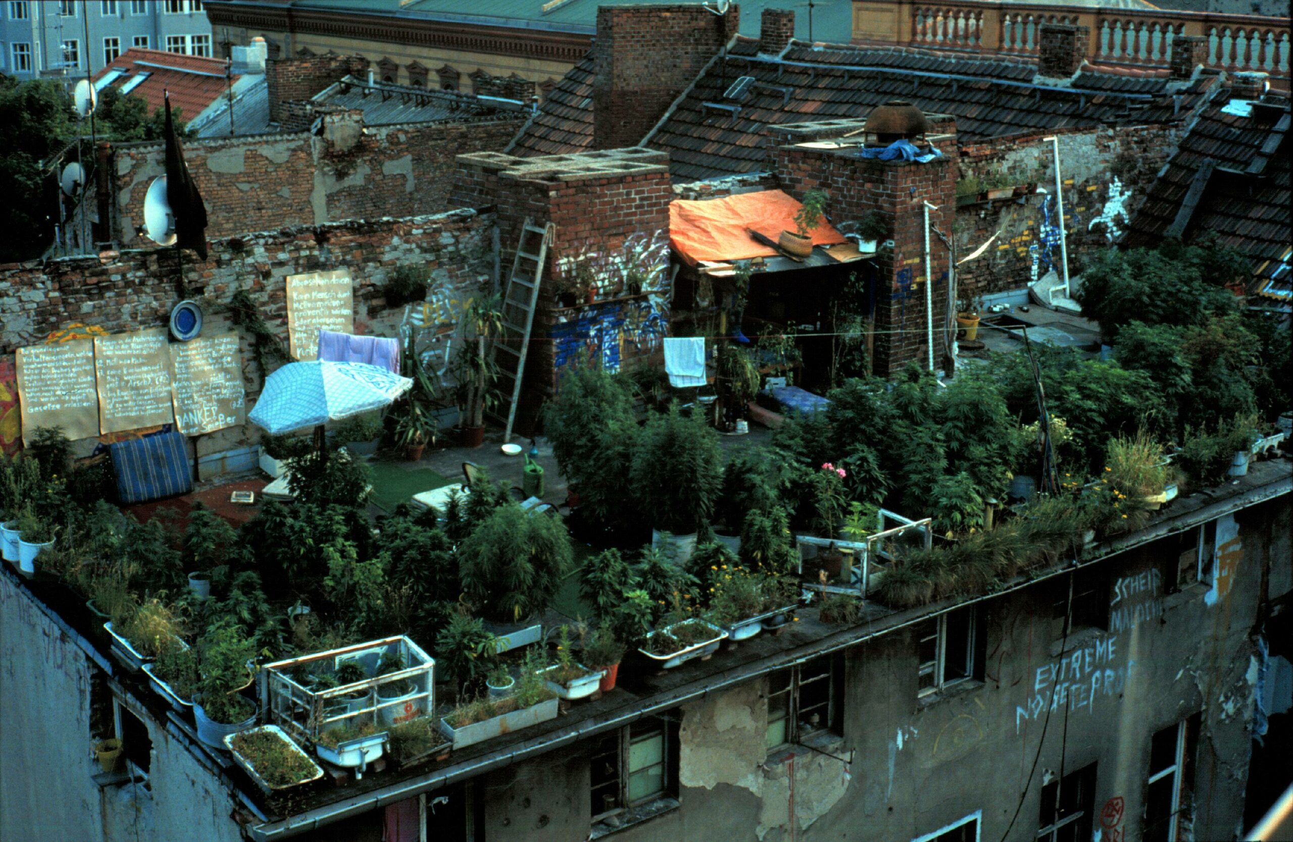 Auf dem Dach eines besetzten Hauses in der Auguststraße in Mitte wurde 1994 eine Haschischplantage entdeckt. Foto: Imago/Rolf Zöllner
