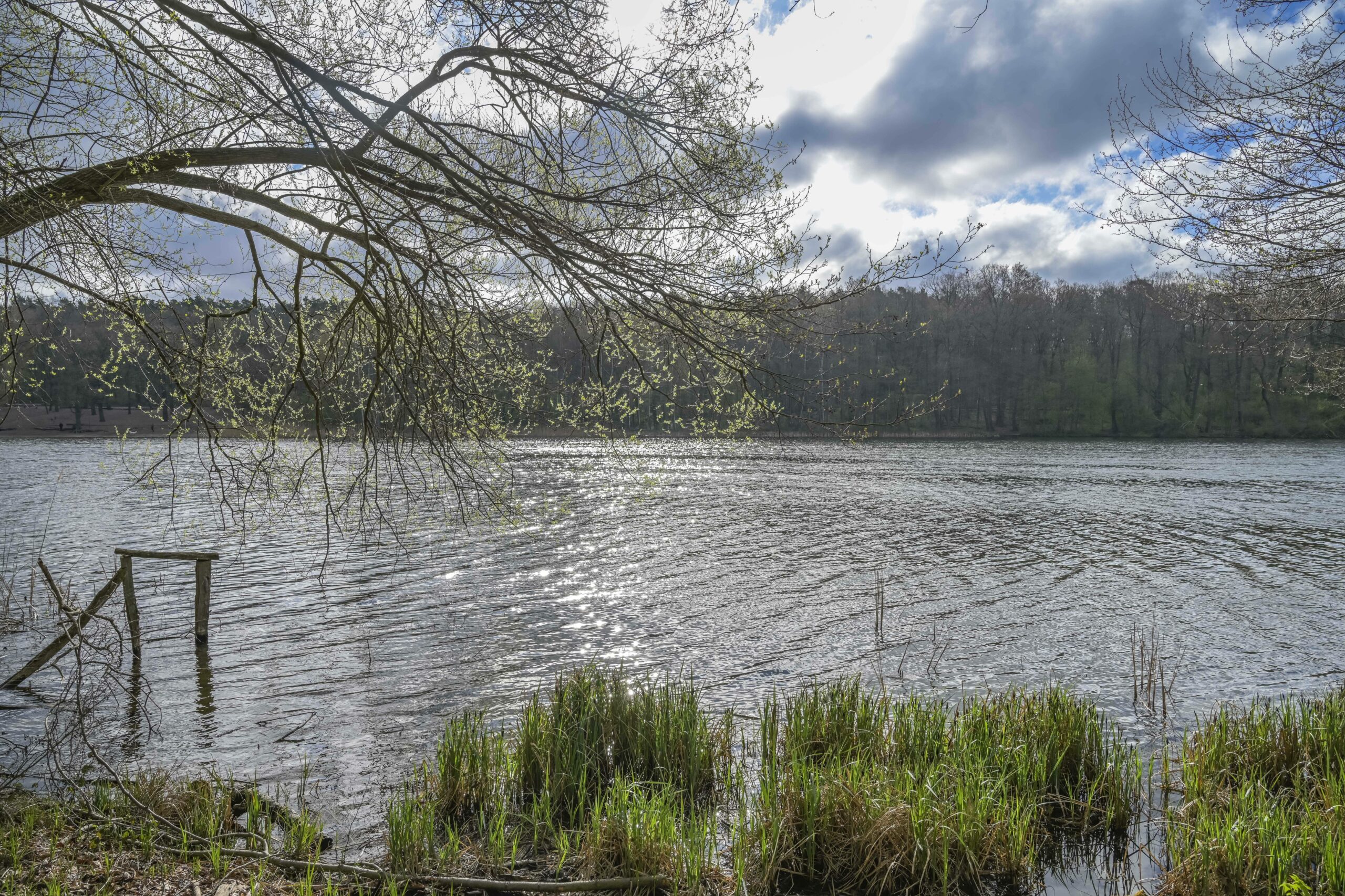 Ein Teil des Grunewaldsees ist als Naturschutz ausgewiesen. Hier kann sich die Natur ungestört entwickeln.