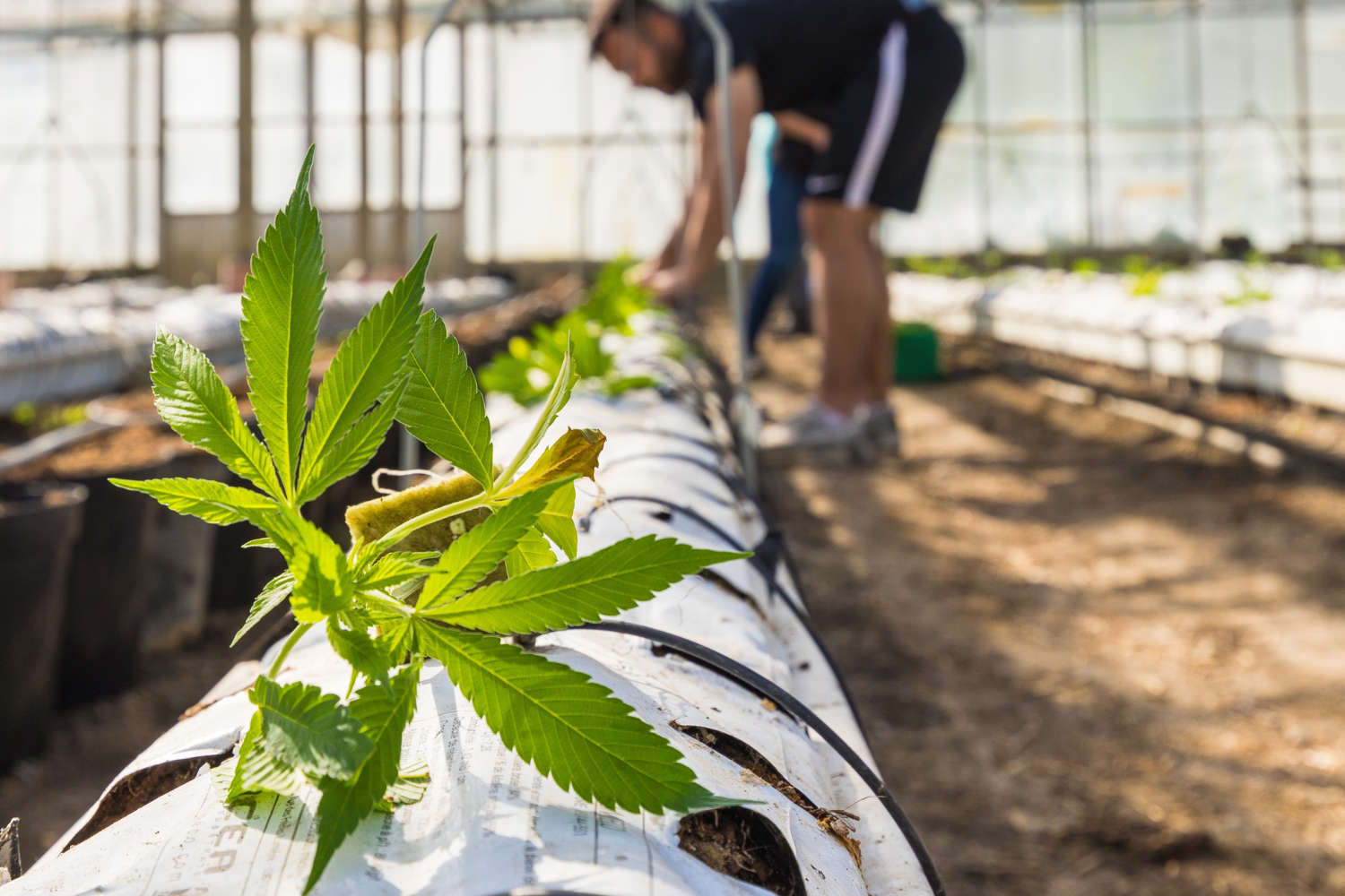 Die anstehende Legalisierung von Cannabis kann starke Veränderungen in Deutschland hervorrufen. Foto: Redfood