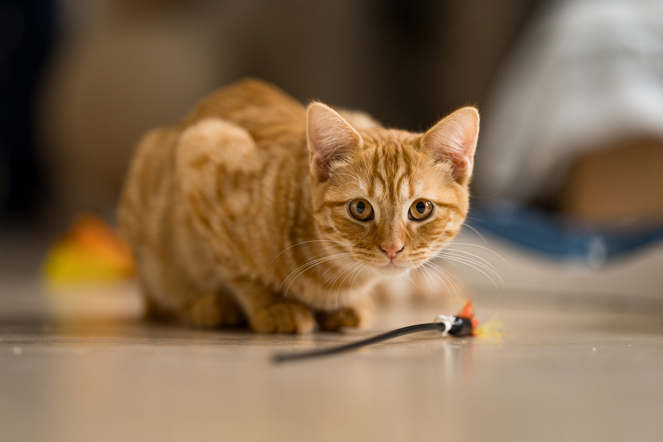 Die Organisation Samtpfoten Neukölln e.V. bietet heimatlosen Katzen ein Zuhause.