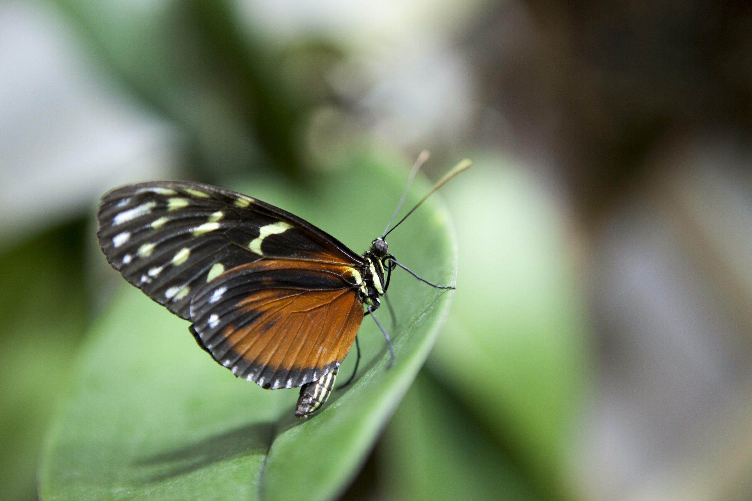 Im Schmetterlingshaus der Biosphäre Potsdam kann es schon mal vorkommen, dass sich ein Monarchfalter auf der Schulter eines Besuchers niederlässt.