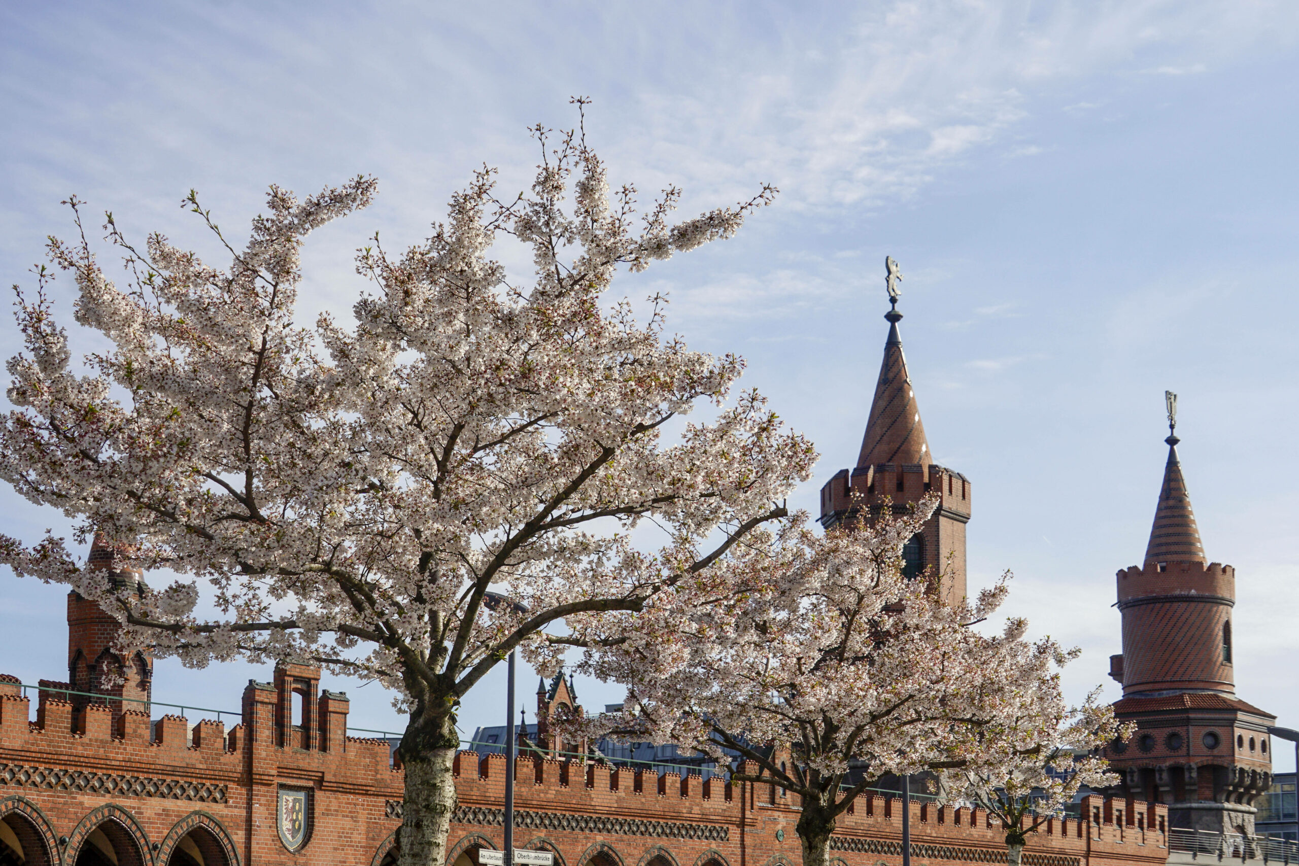 Kommt man ja eh ab und an vorbei: Kirschblüten rund um die Oberbaumbrücke. Foto: Imago/Jürgen Held