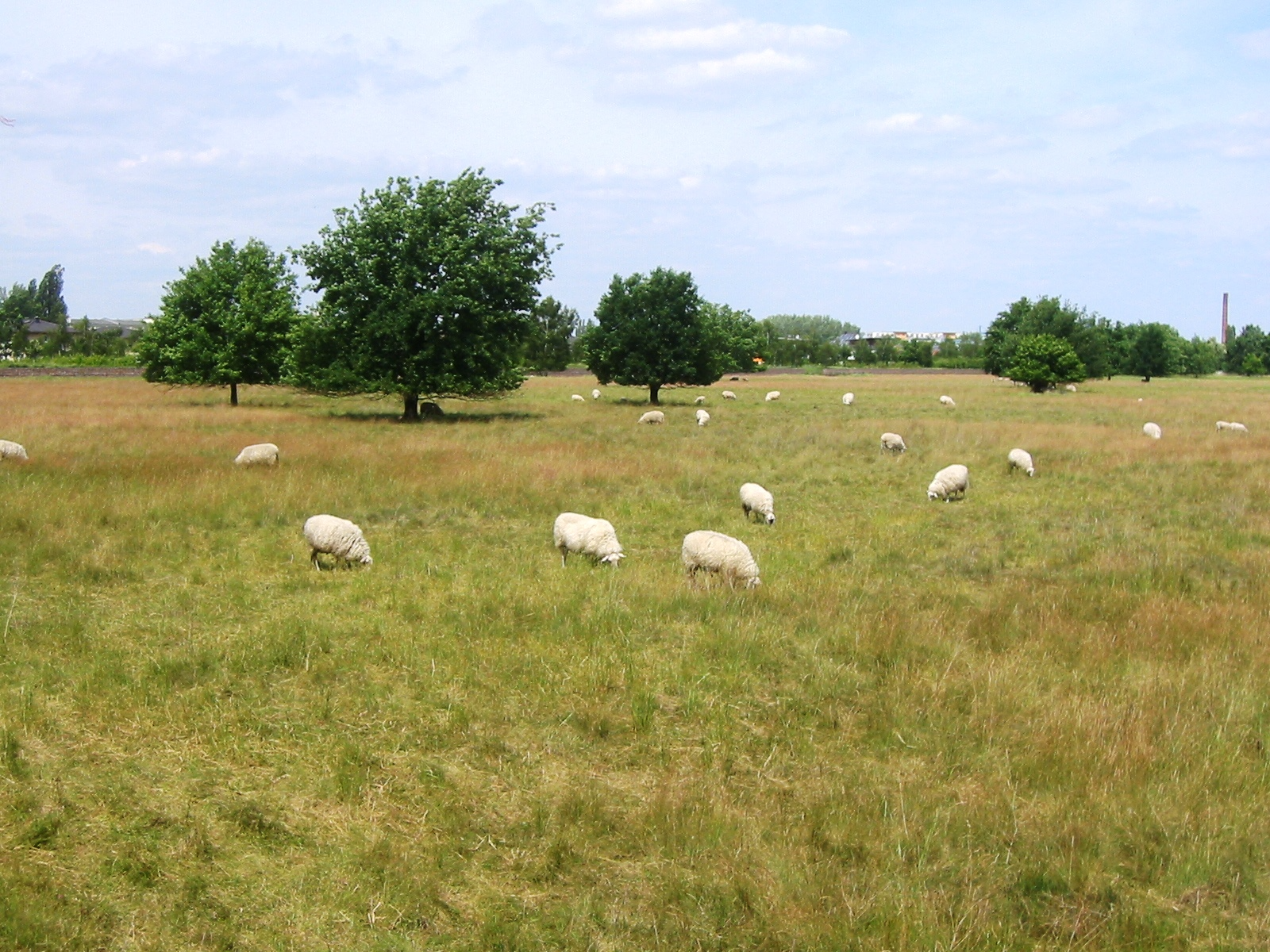 Das ehemalige Flugfeld Johannisthal wird in den Sommermonaten von Schafen beweidet, was der Pflanzenvielfalt guttut.